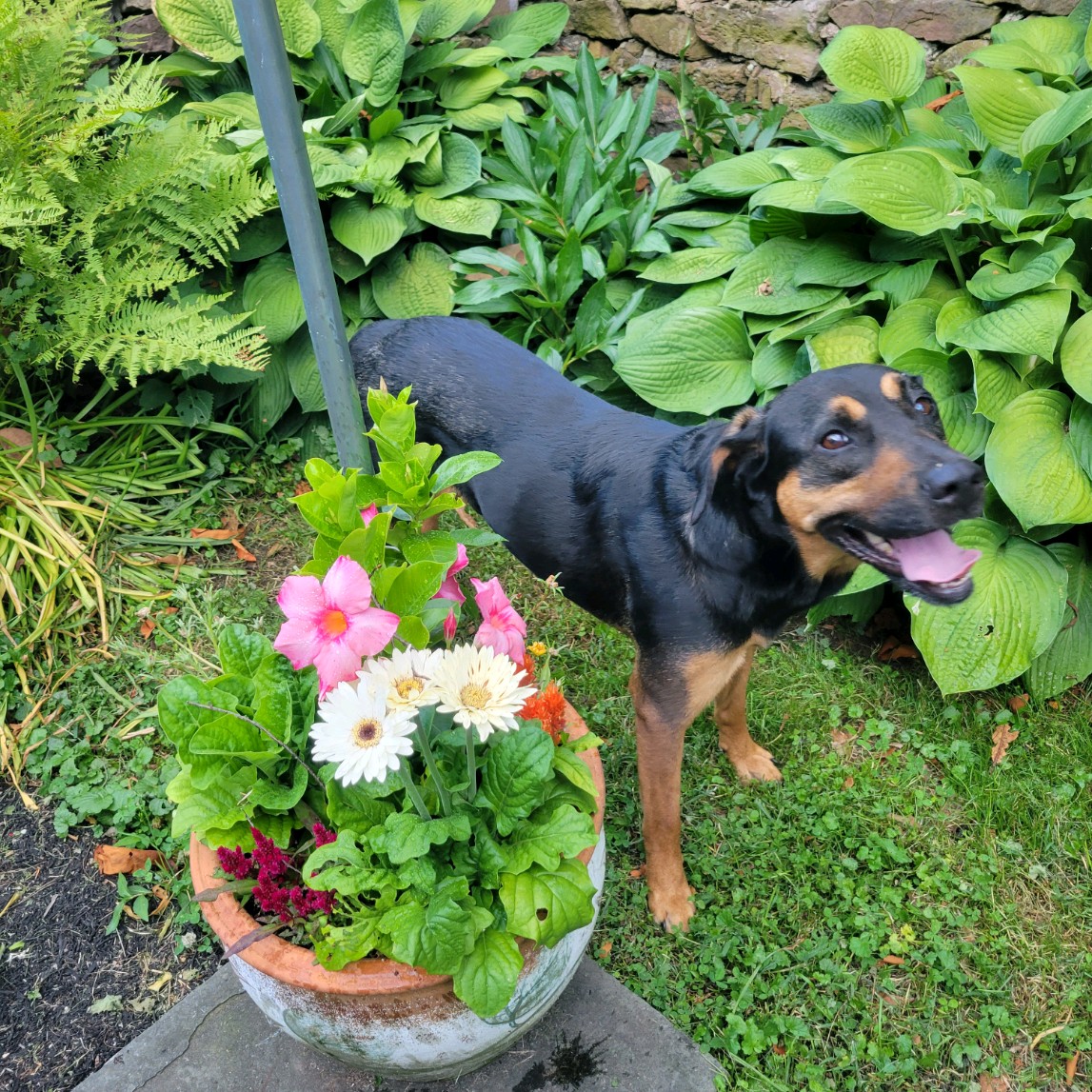 Ash, a Adoptable mixed breed in Philadelphia, PA image 2/6