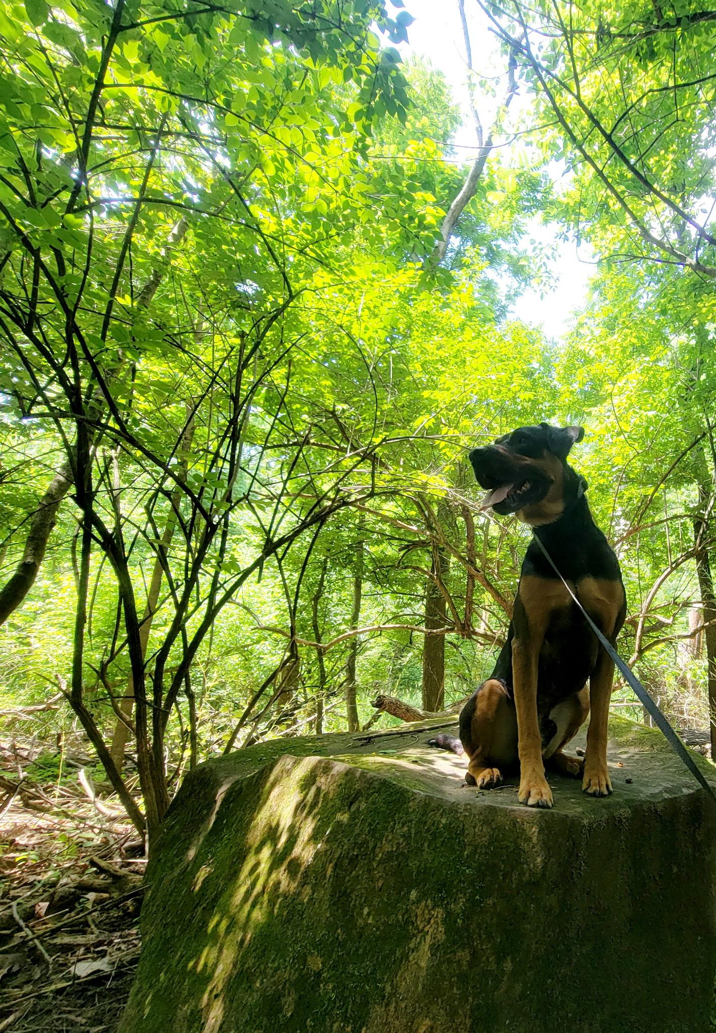 Ash, a Adoptable mixed breed in Philadelphia, PA image 6/6