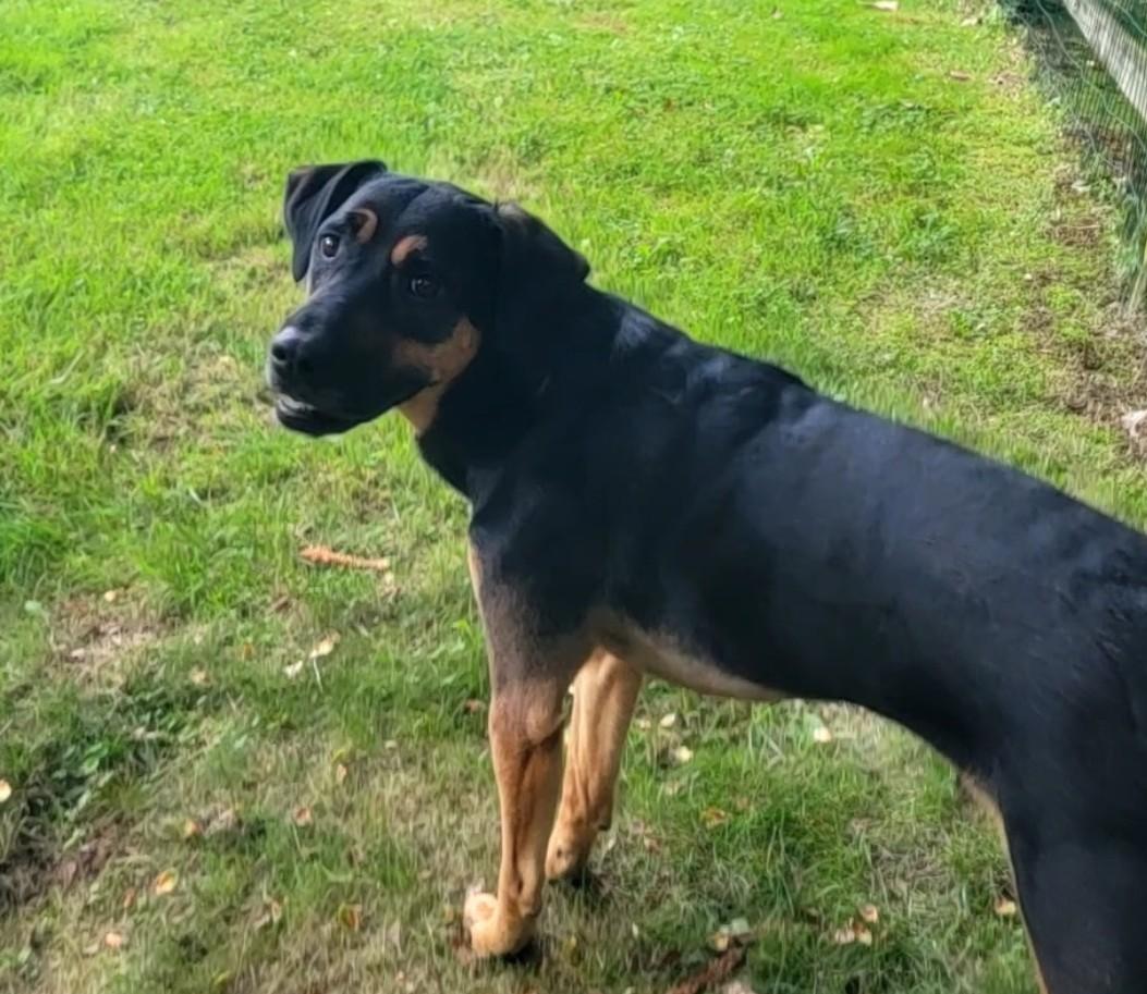 Ash, a Adoptable mixed breed in Philadelphia, PA image 3/6