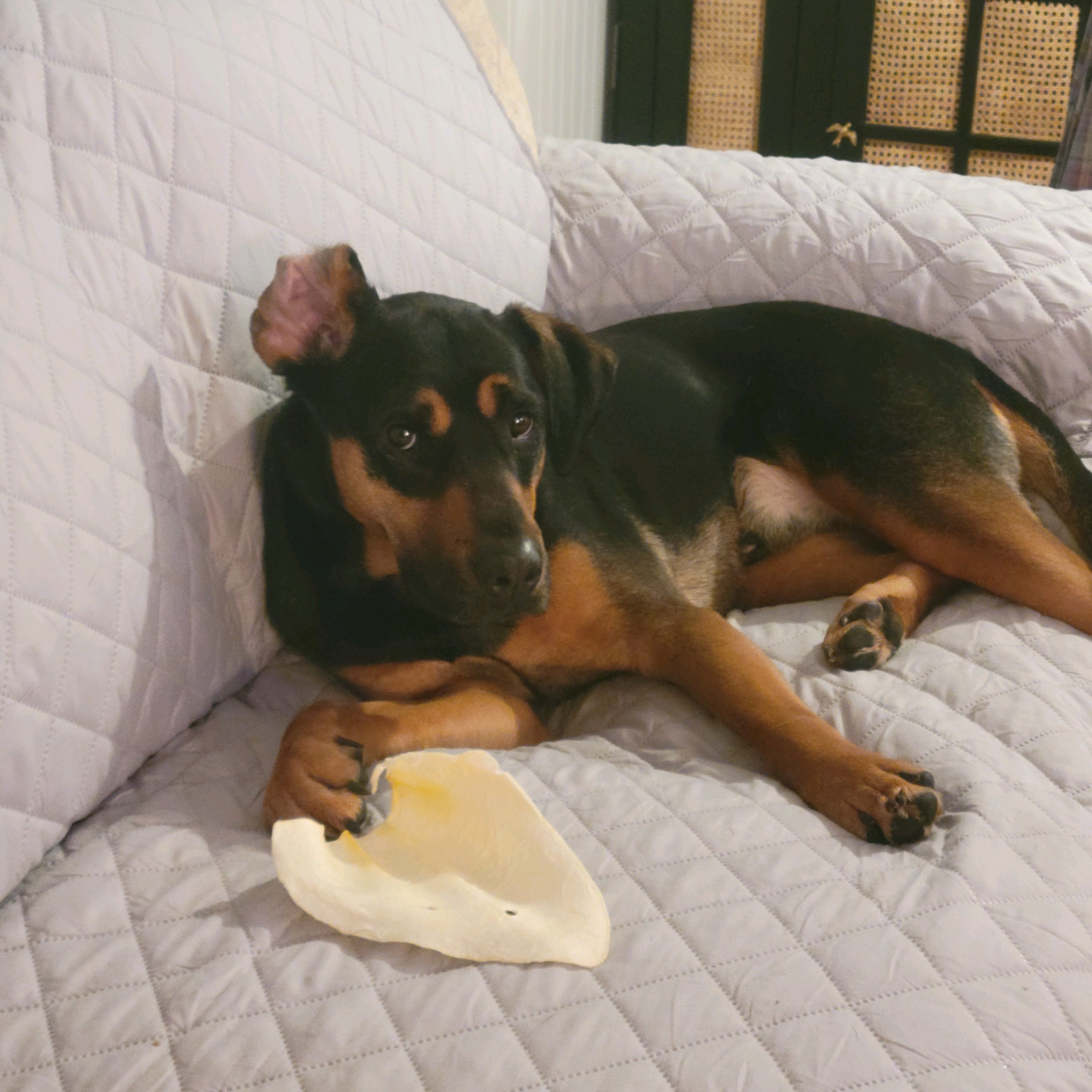 Ash, a Adoptable mixed breed in Philadelphia, PA image 4/6