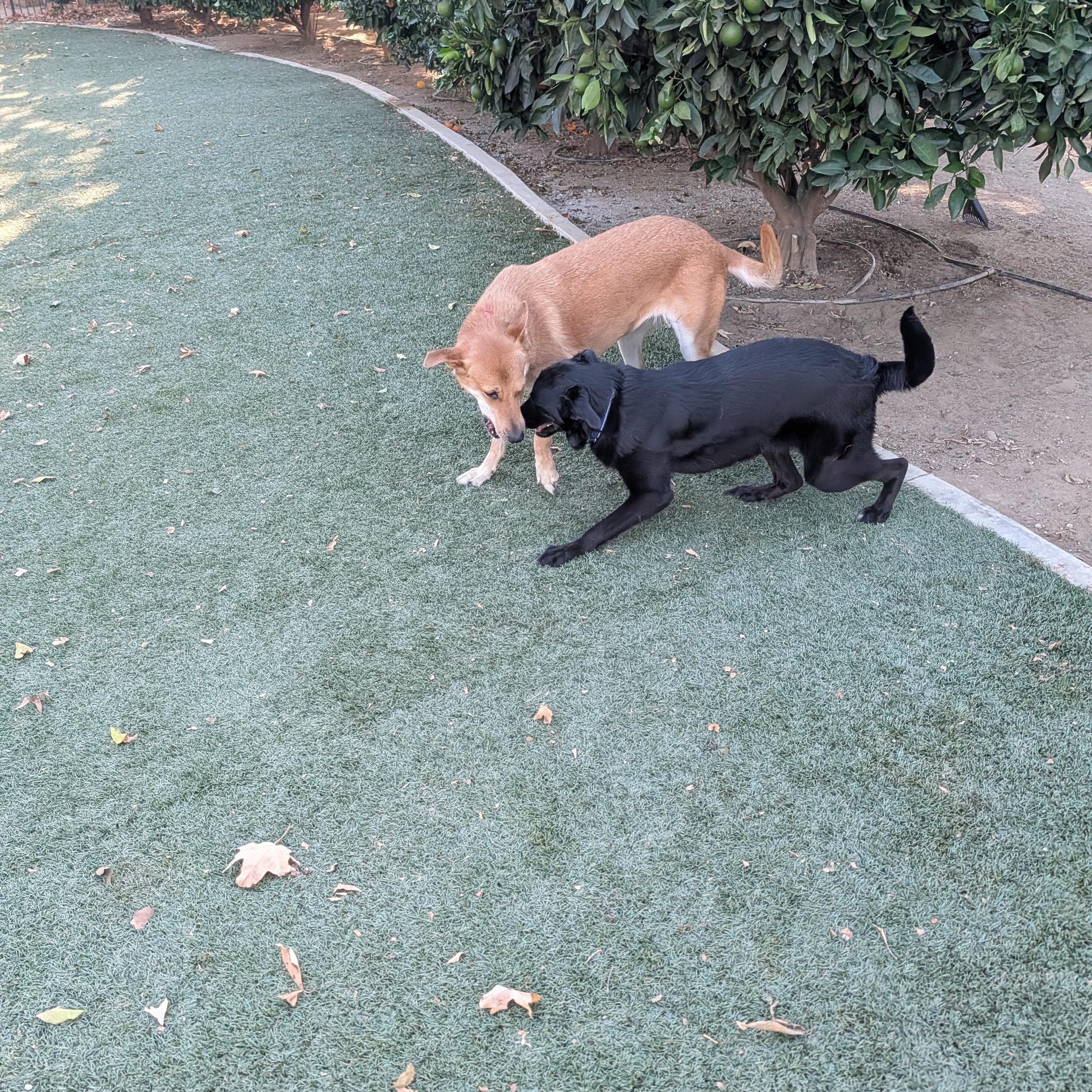 Enlarge Eve, a Adoptable mixed breed in Perris, CA image 5/5