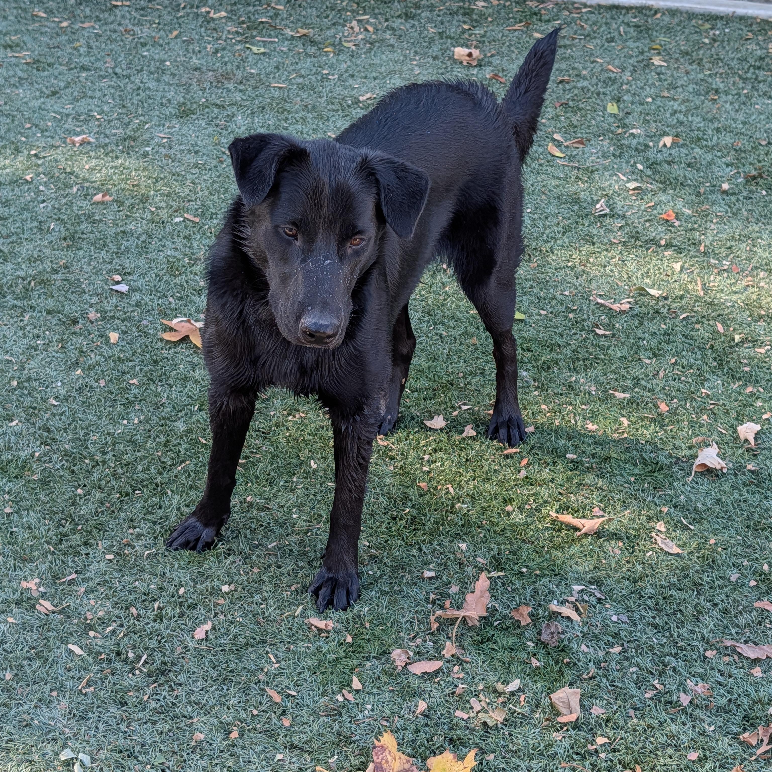 Enlarge Eve, a Adoptable mixed breed in Perris, CA image 2/5