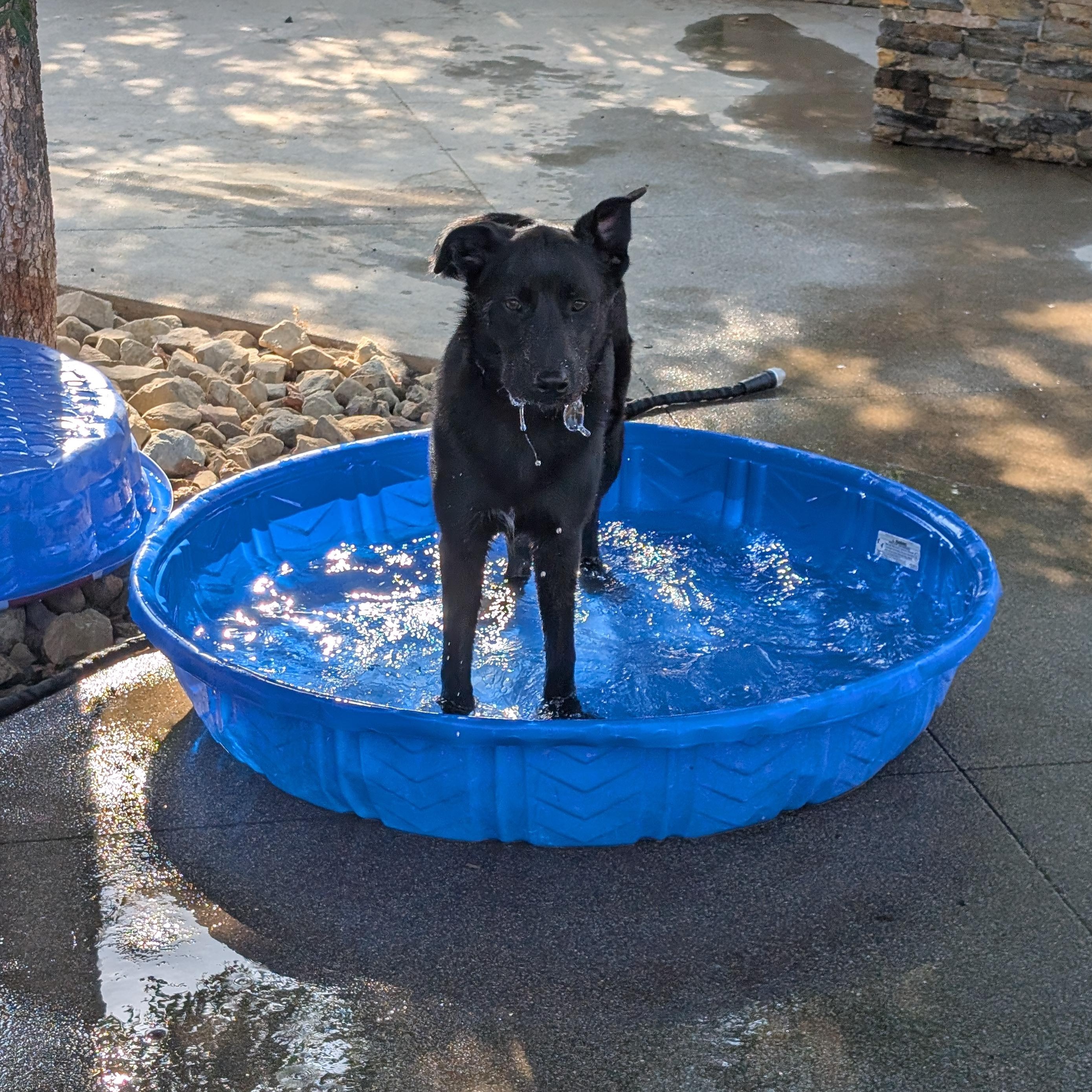 Enlarge Eve, a Adoptable mixed breed in Perris, CA image 3/5