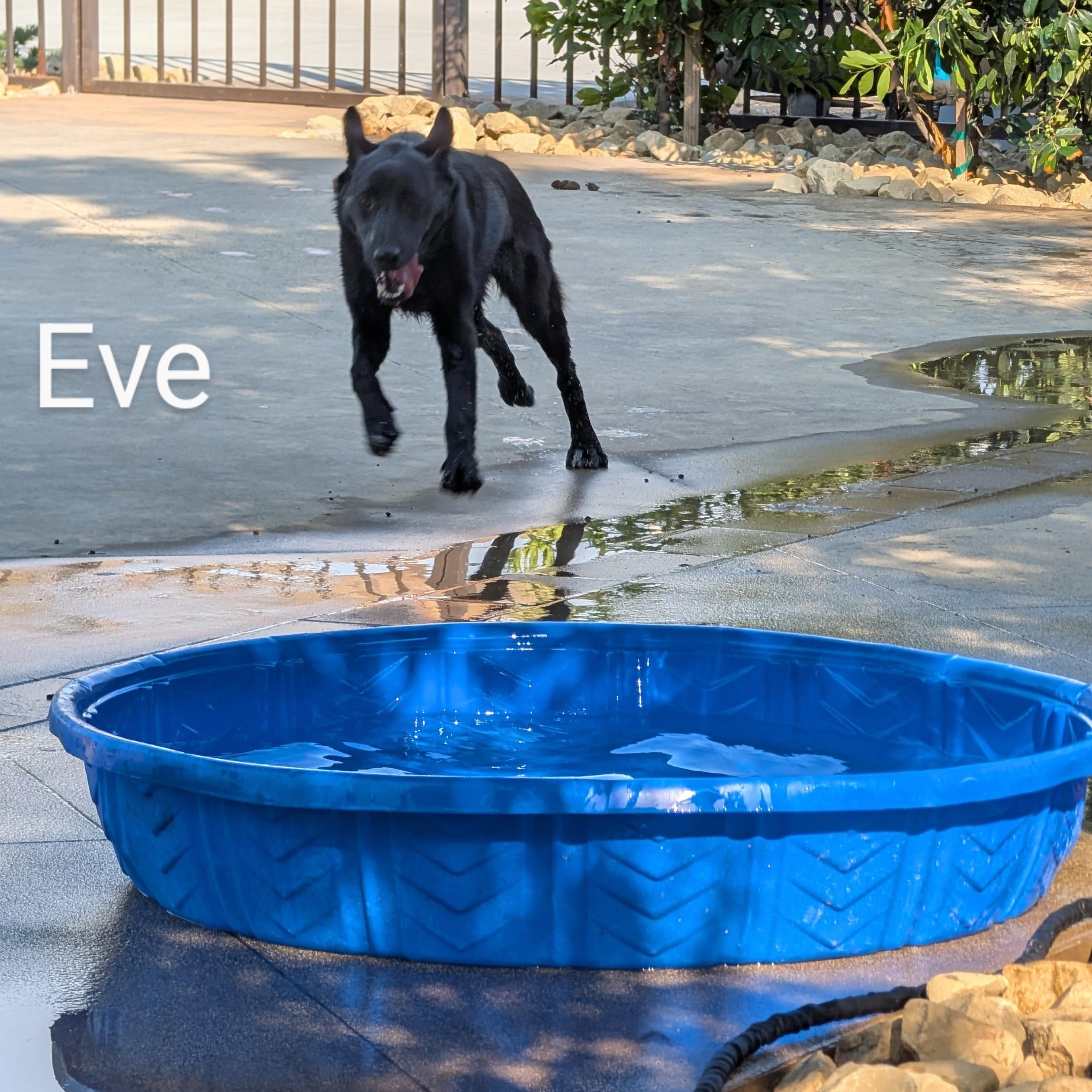Enlarge Eve, a Adoptable mixed breed in Perris, CA image 4/5