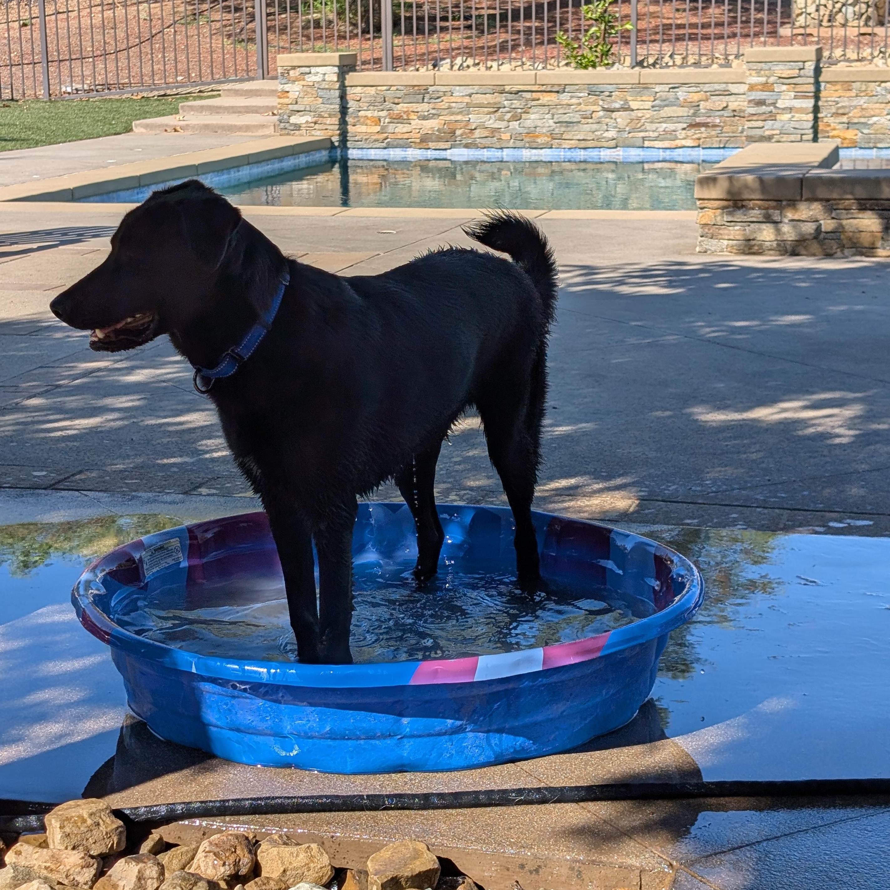 Enlarge Eve, a Adoptable mixed breed in Perris, CA image 1/5
