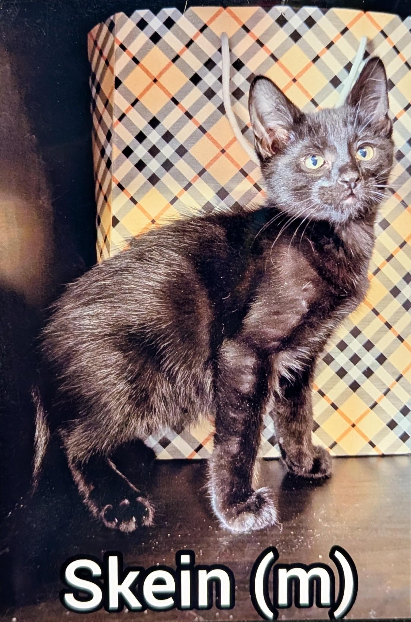 Skein -Preadoption ONLY, Adoptable, Kitten Male Domestic Short Hair.