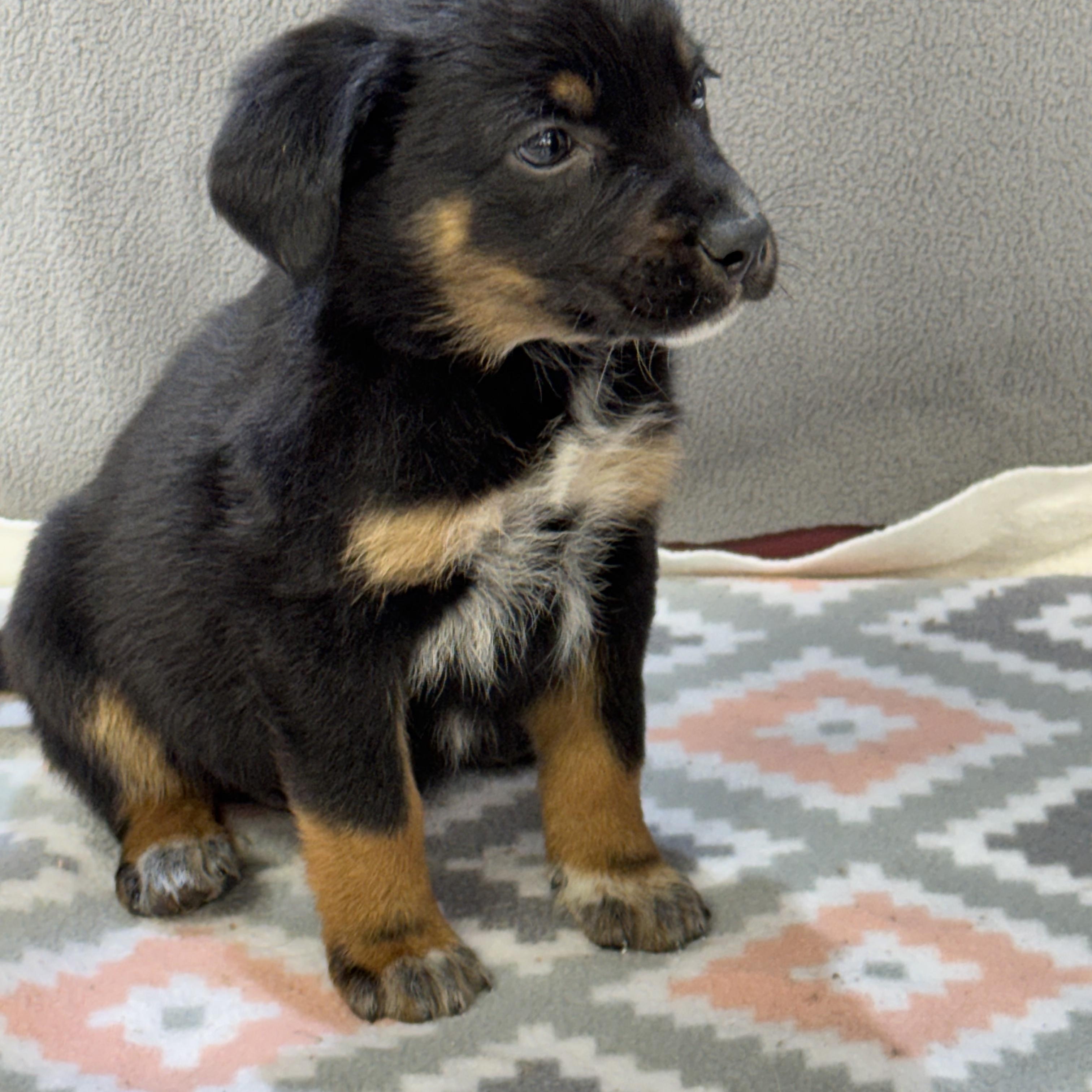 Enlarge Kerry, an adopted mixed breed in Maynardville, TN image 1/1