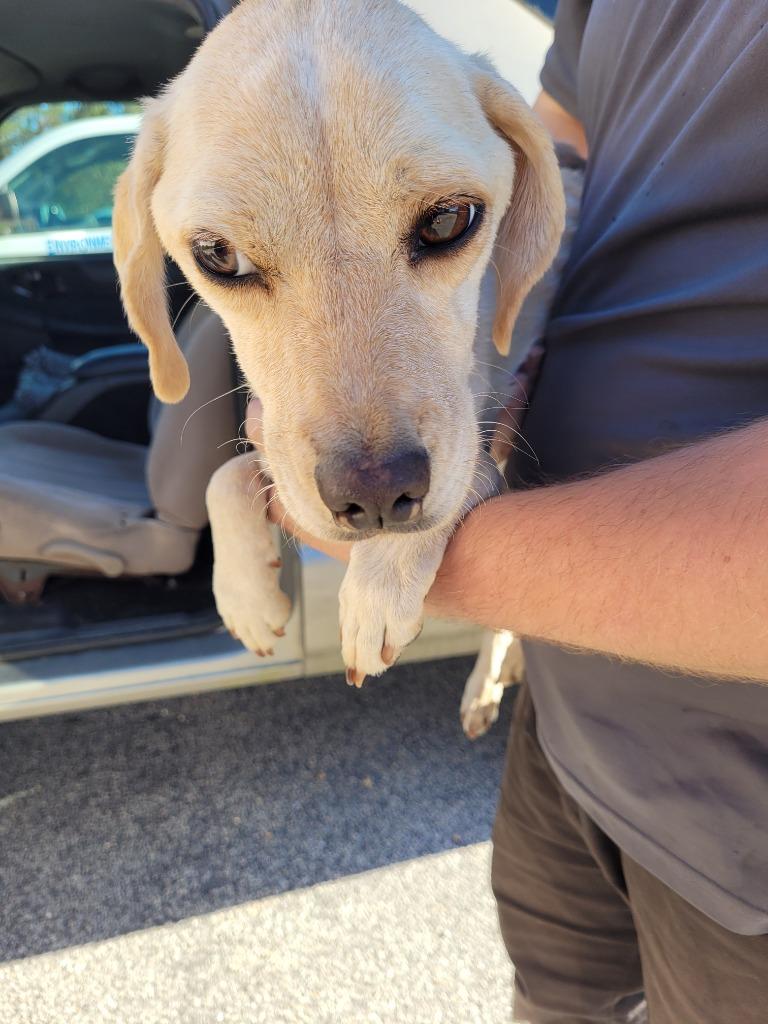 Enlarge Dosia, a Adoptable mixed breed in Effingham, SC image 1/1