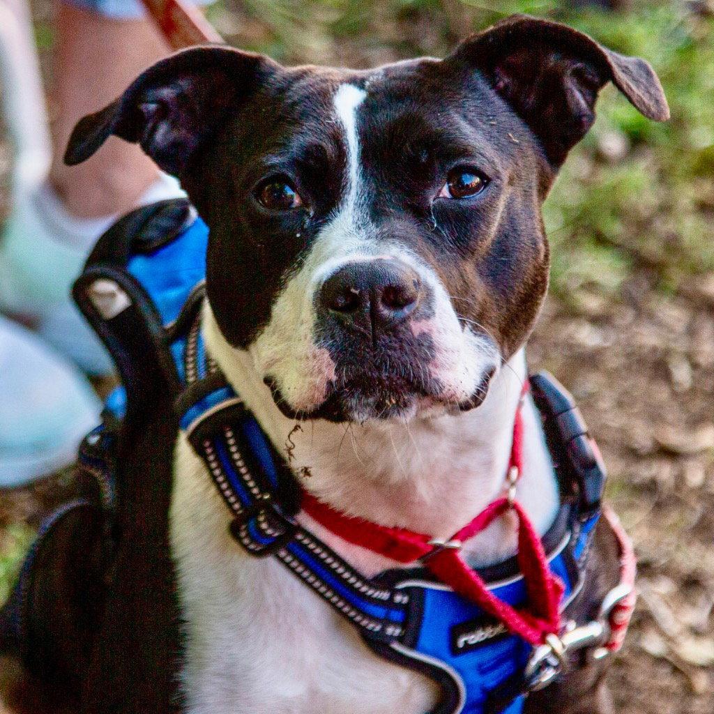 Lady Luck, Adoptable, Young Female Terrier.