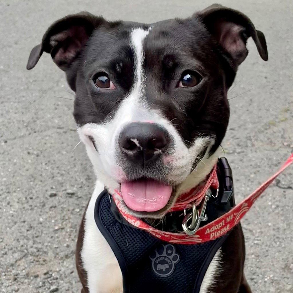 Lady Luck, Adoptable, Young Female Terrier.