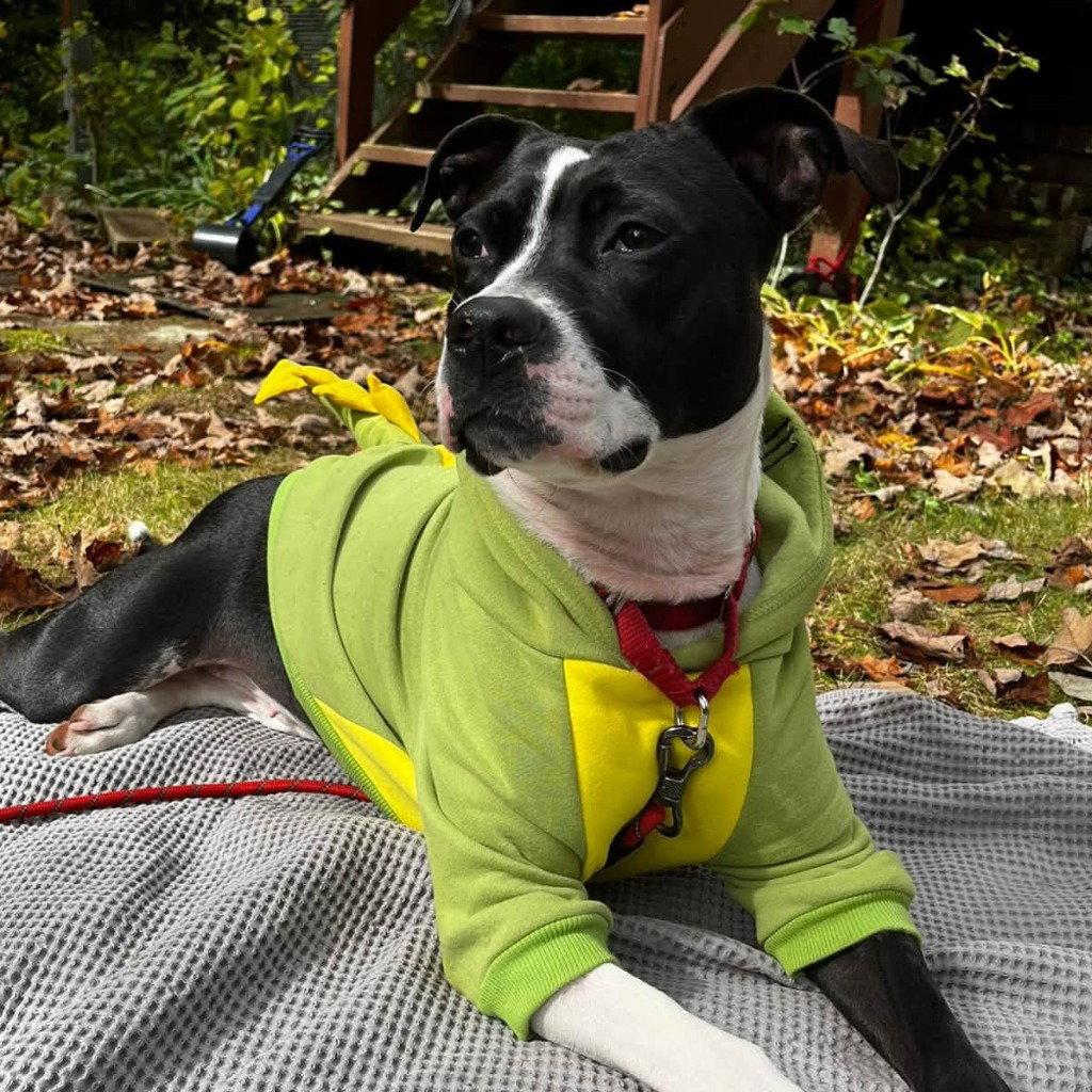 Enlarge Lady Luck, a Adoptable Terrier in Bloomfield, CT image 2/3