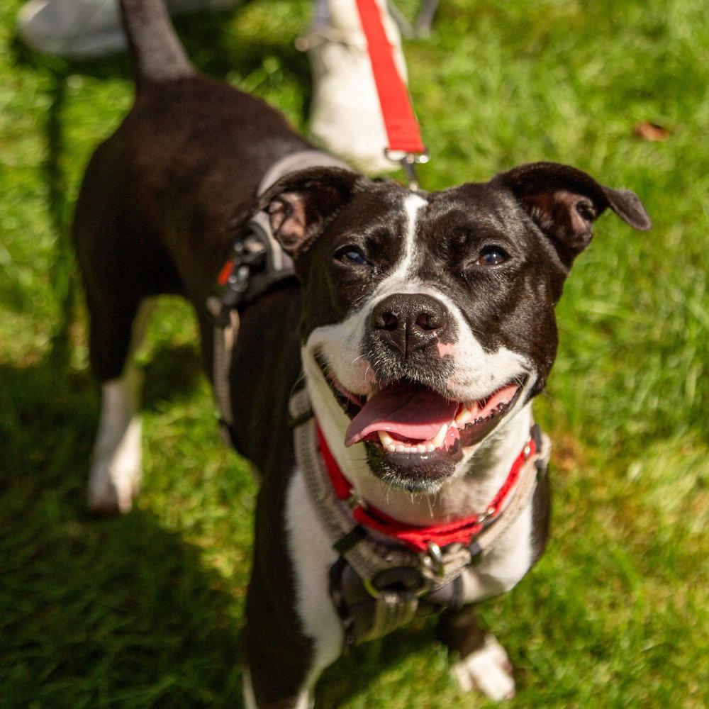 Enlarge Lady Luck, a Adoptable Terrier in Bloomfield, CT image 3/3