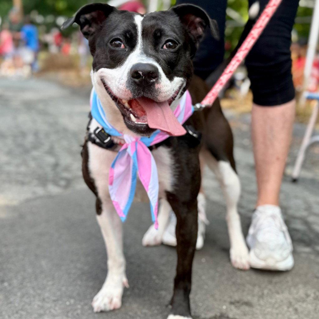 Enlarge Lady Luck, a Adoptable Terrier in Bloomfield, CT image 2/3
