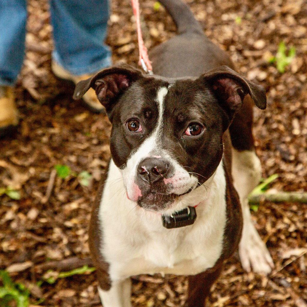Lady Luck, a Adoptable Terrier in Bloomfield, CT image 2/3
