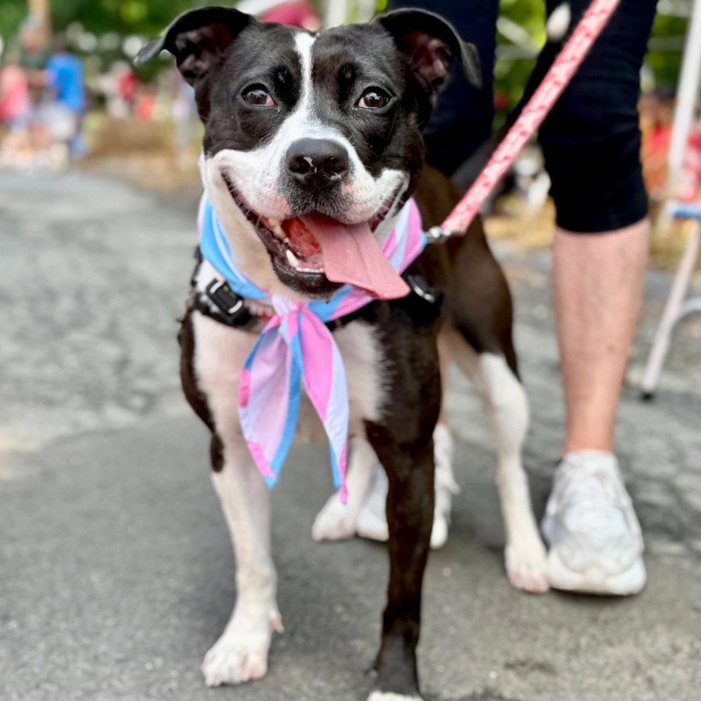 Lady Luck, a Adoptable Terrier in Bloomfield, CT image 3/3