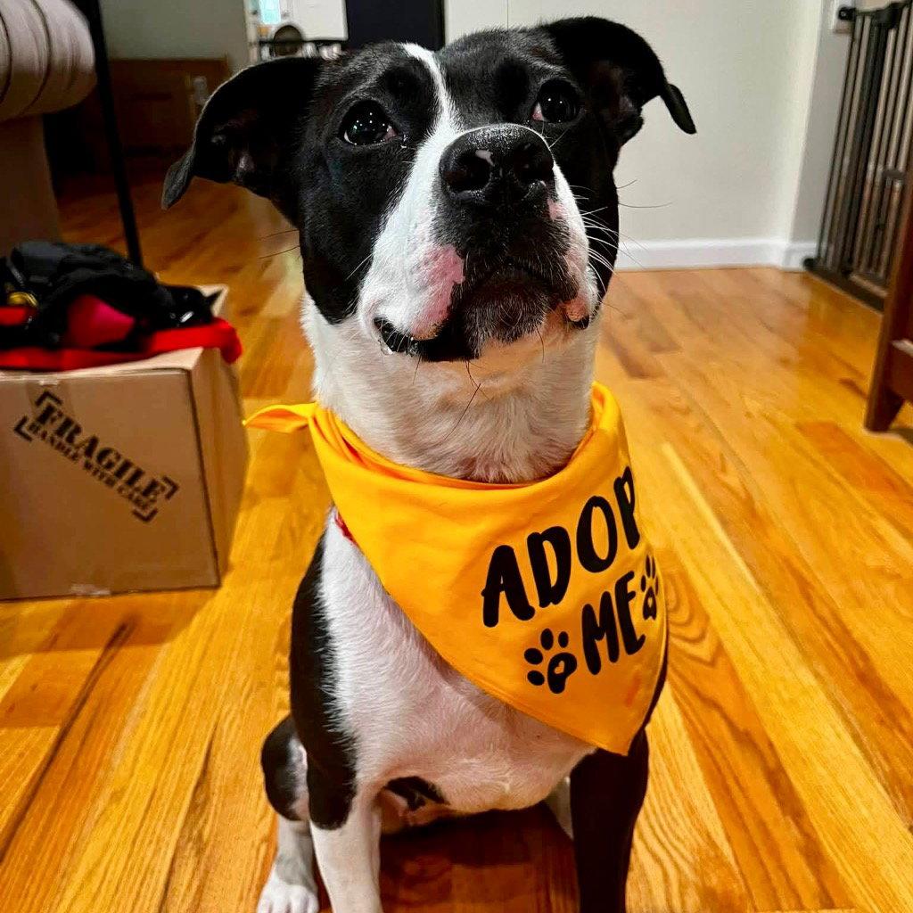 Enlarge Lady Luck, a Adoptable Terrier in Bloomfield, CT image 3/3