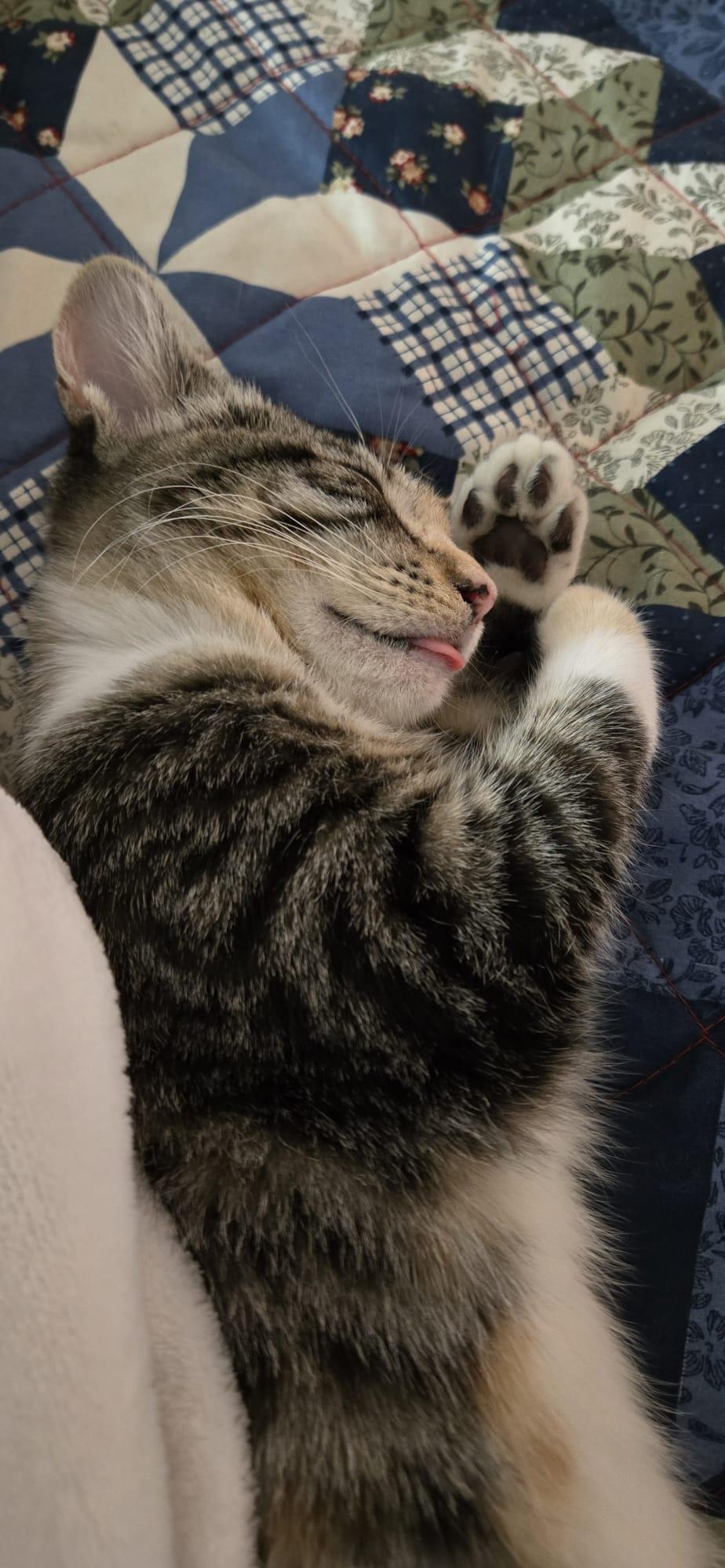 Enlarge SUGAR, a Adopted Calico in Santa Ana, CA image 1/5