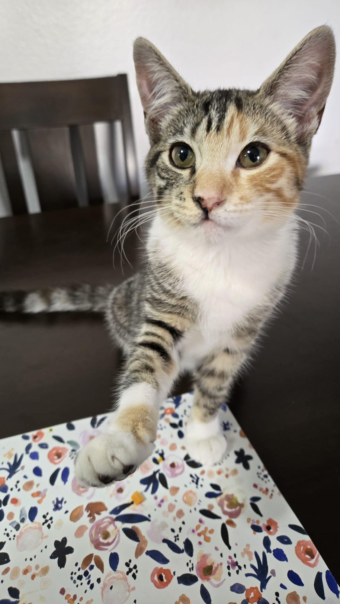 Enlarge SUGAR, a Adopted Calico in Santa Ana, CA image 2/5