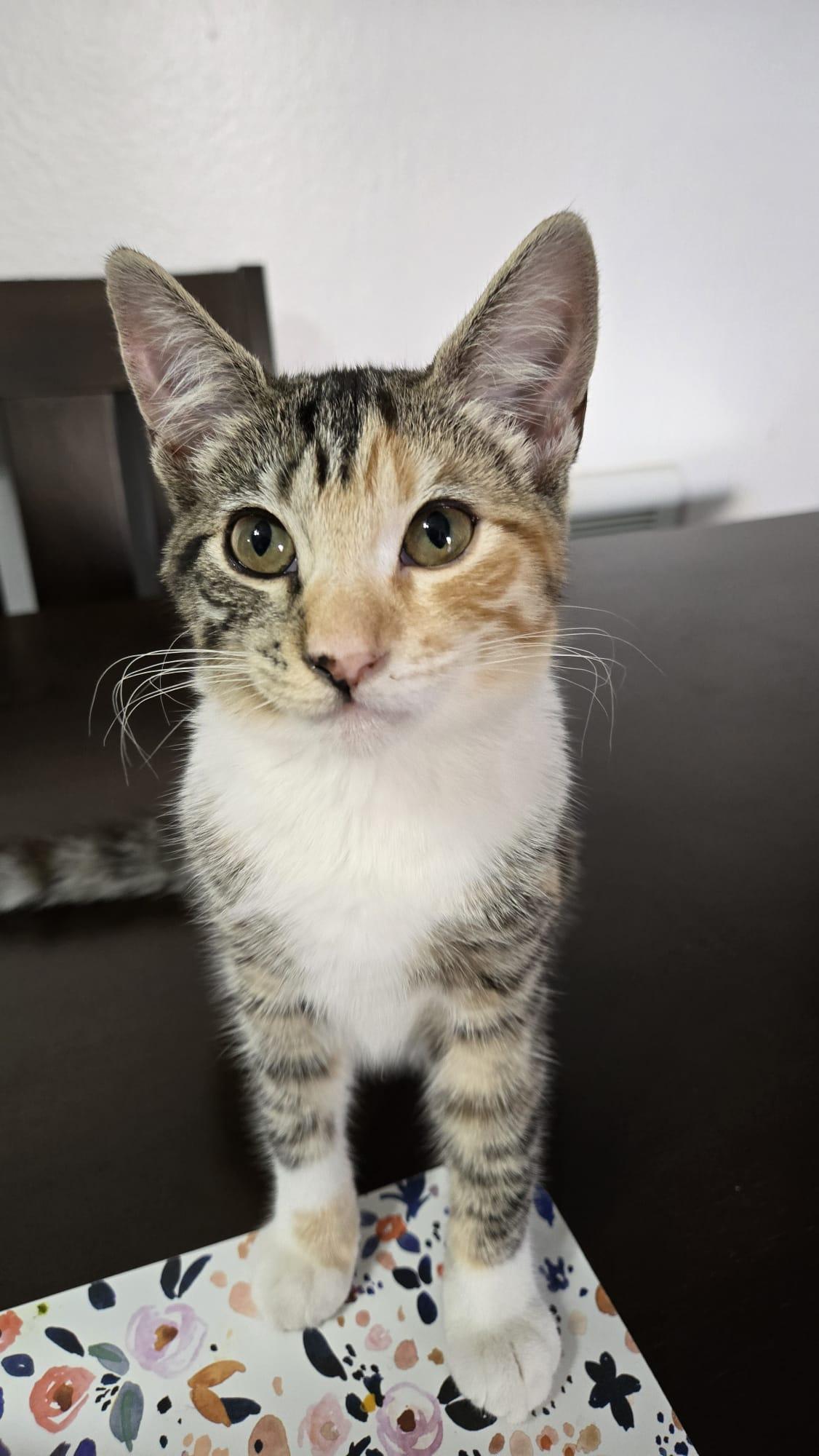 Enlarge SUGAR, a Adopted Calico in Santa Ana, CA image 4/5