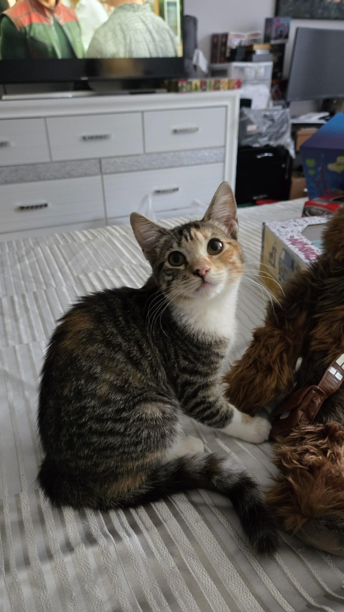 Enlarge SUGAR, a Adopted Calico in Santa Ana, CA image 5/5