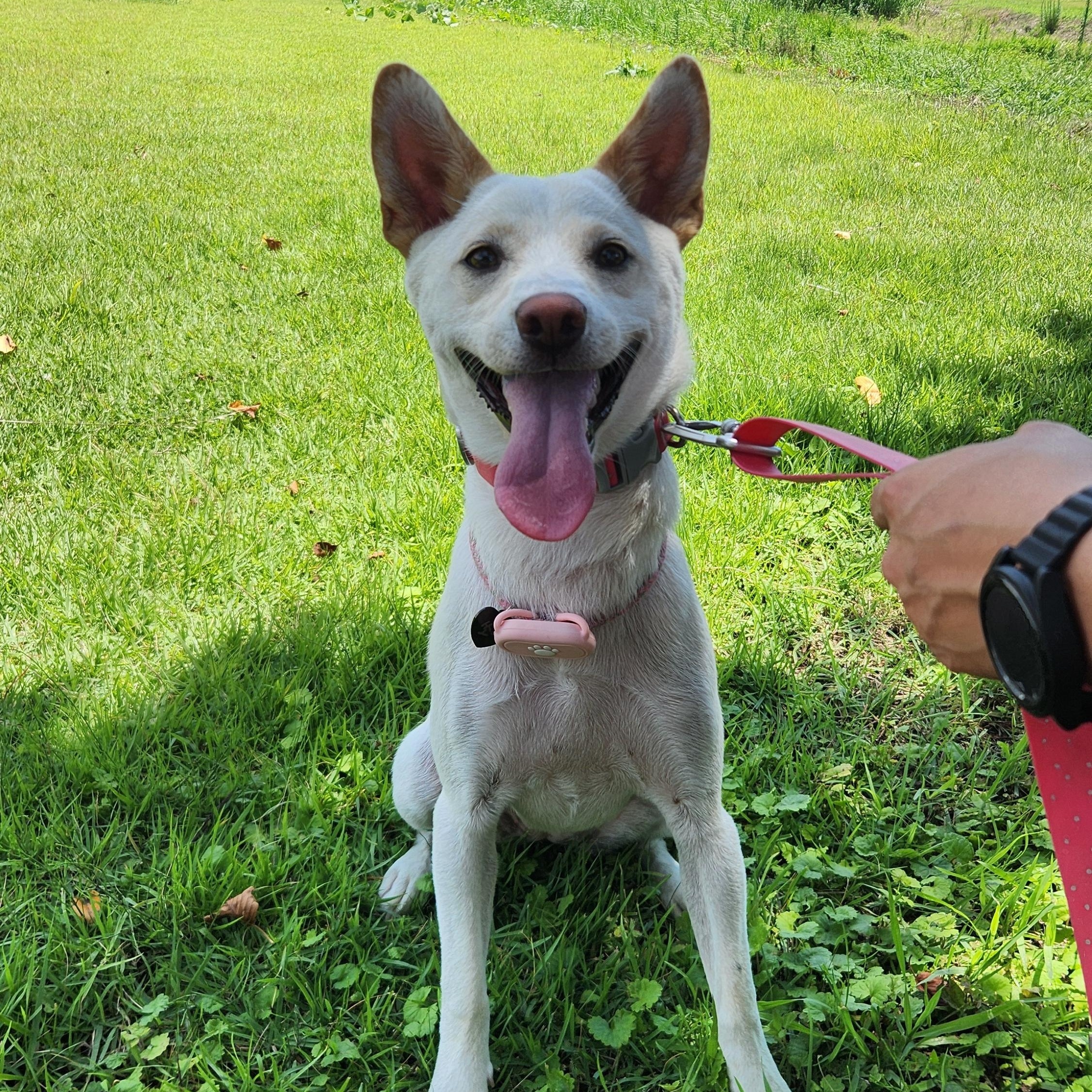 Enlarge Soy, a Adoptable mixed breed in Westbrook , ME image 2/6
