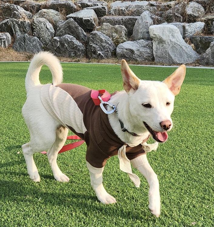 Enlarge Soy, a Adoptable mixed breed in Westbrook , ME image 3/6