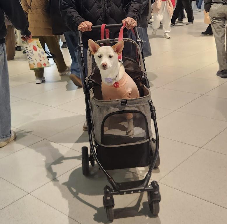Enlarge Soy, a Adoptable mixed breed in Westbrook , ME image 6/6