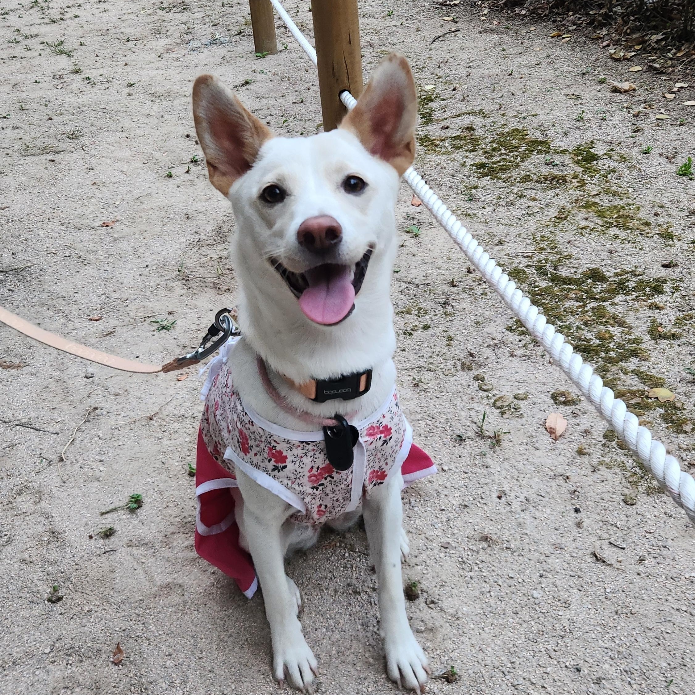 Soy, Adoptable, Young Female Jindo & Shiba Inu.