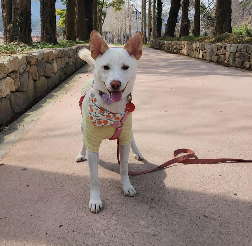 Enlarge Soy, a Adoptable mixed breed in Westbrook , ME image 4/6