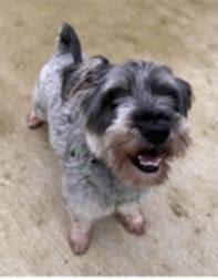 Bonsai, Adopted, Young Male Schnauzer.