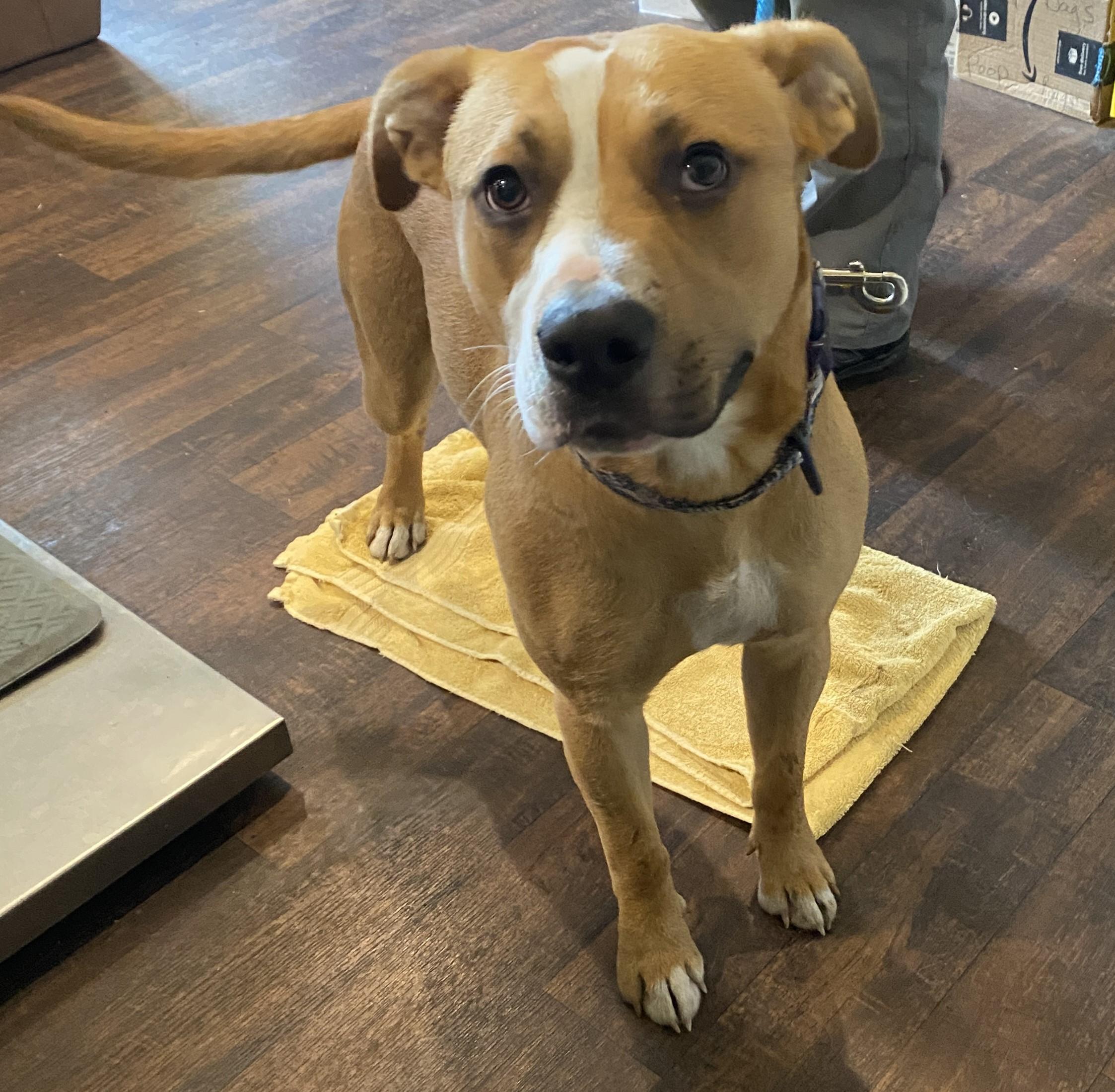 Lyle, Adult Male Pit Bull Terrier