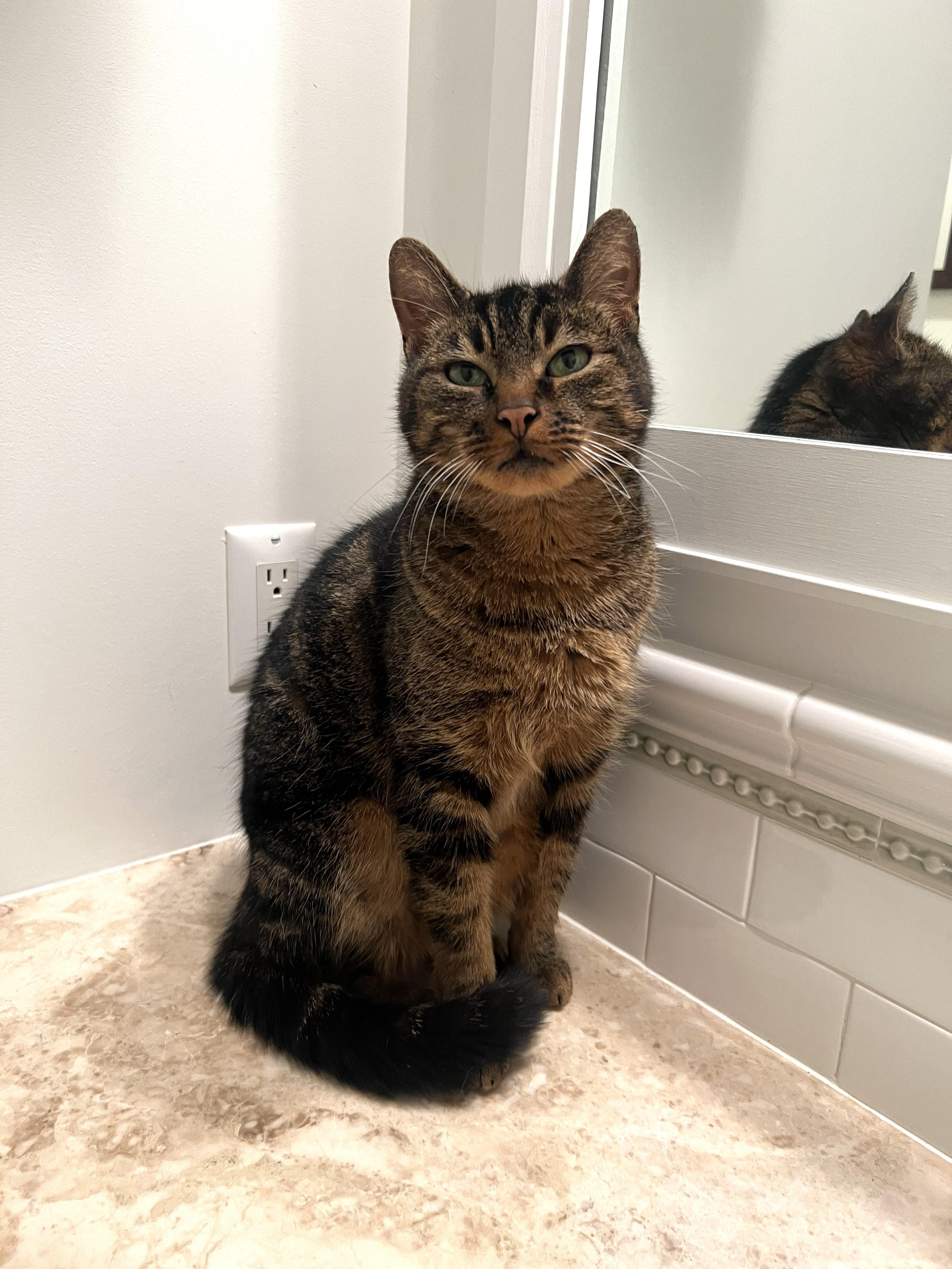 Enlarge Sweetie Pie  "stunning green eyes", an adopted Domestic Short Hair in Watchung, NJ image 3/3