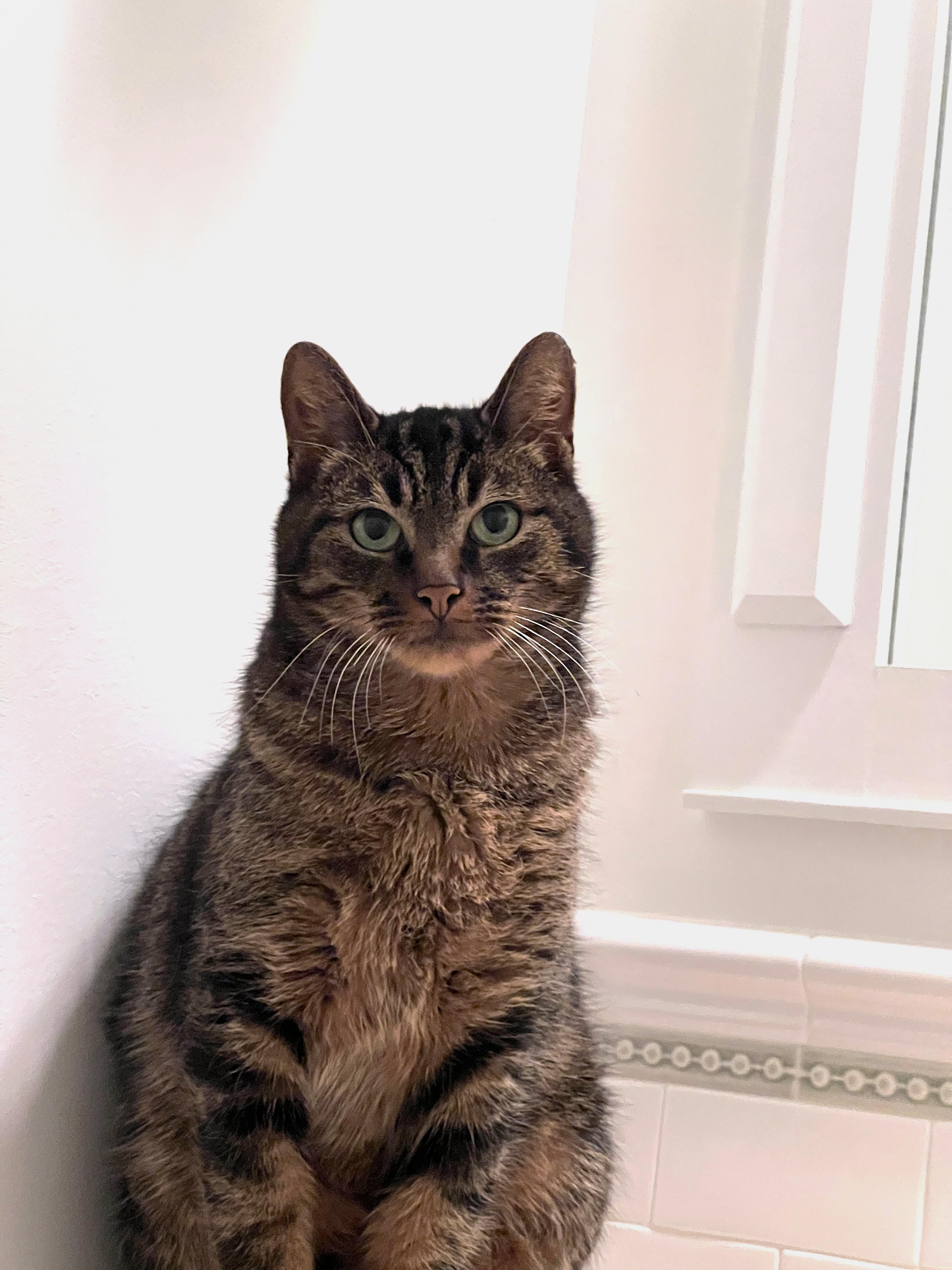 Enlarge Sweetie Pie  "stunning green eyes", an adopted Domestic Short Hair in Watchung, NJ image 1/3