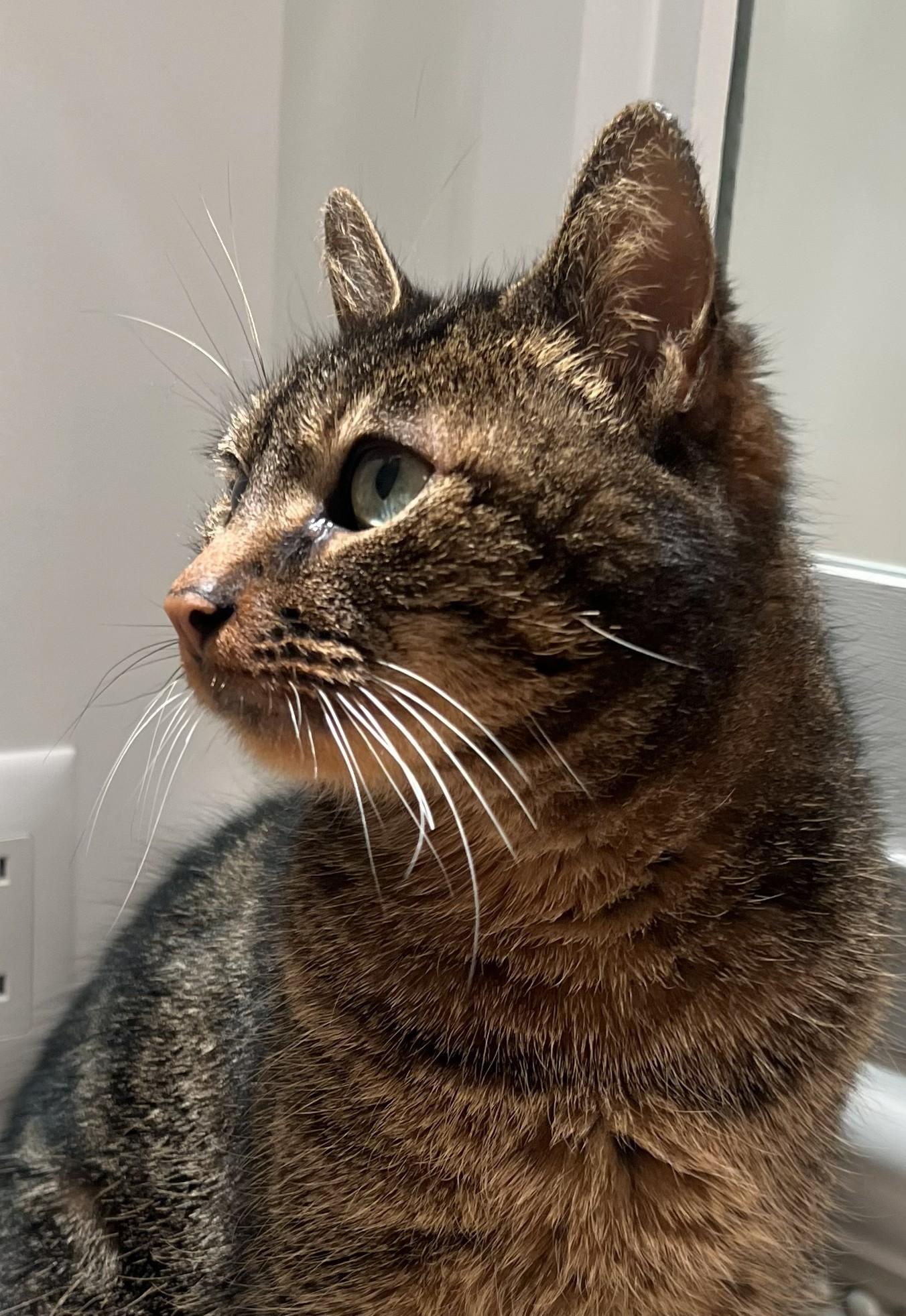 Enlarge Sweetie Pie  "stunning green eyes", an adopted Domestic Short Hair in Watchung, NJ image 2/3