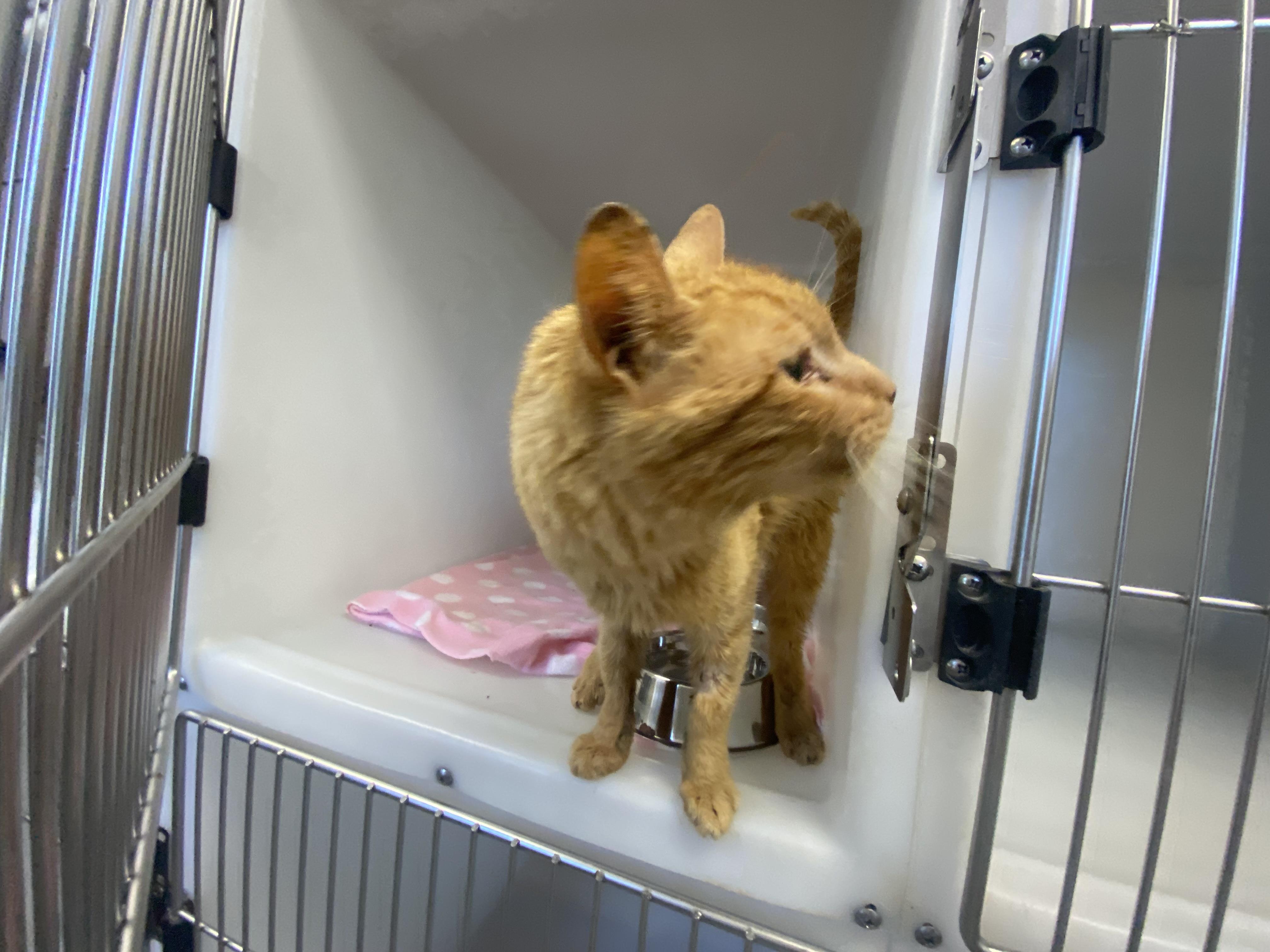 Tiger, a ADOPTABLE Domestic Short Hair in King George, VA image 2/4