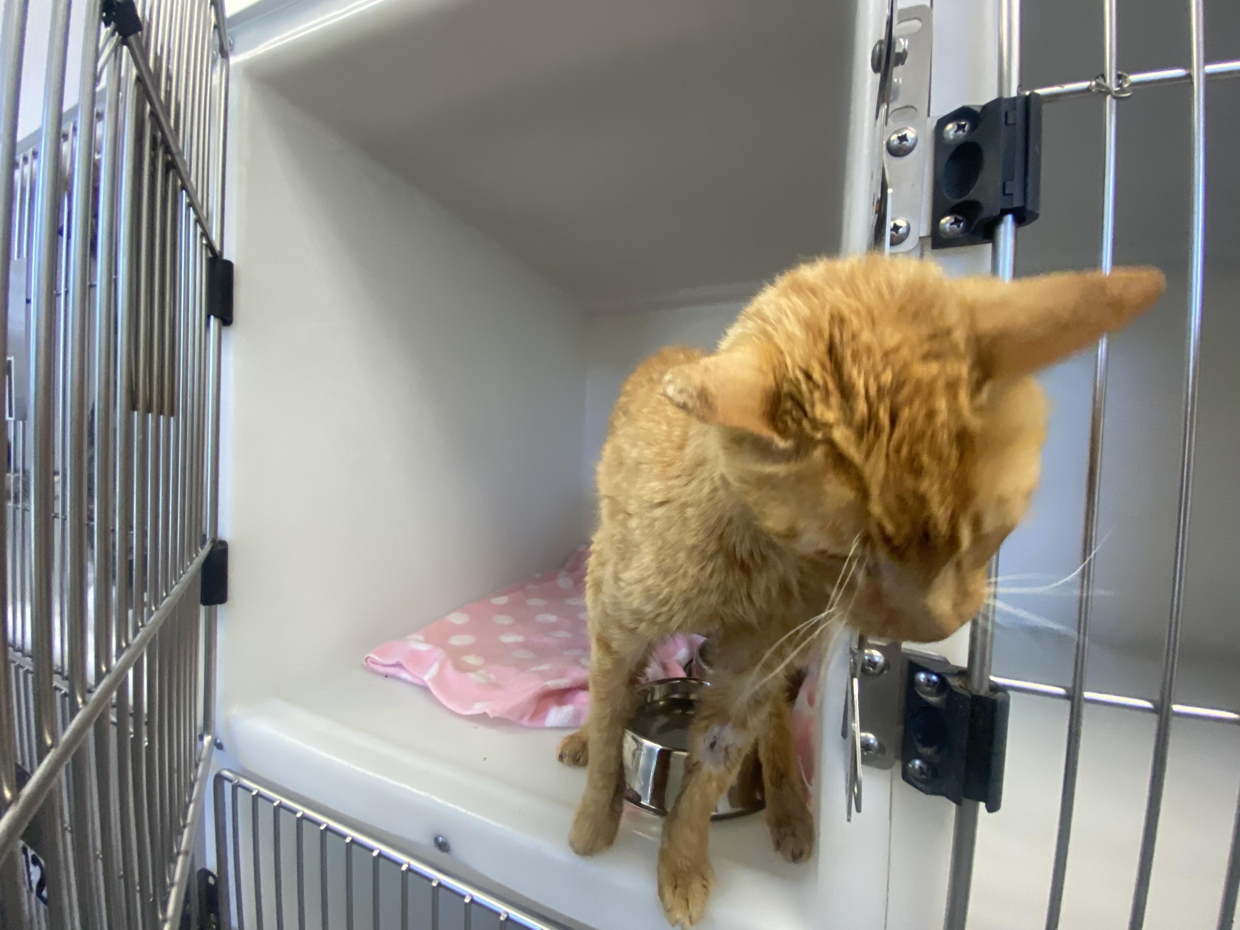 Tiger, a ADOPTABLE Domestic Short Hair in King George, VA image 3/4