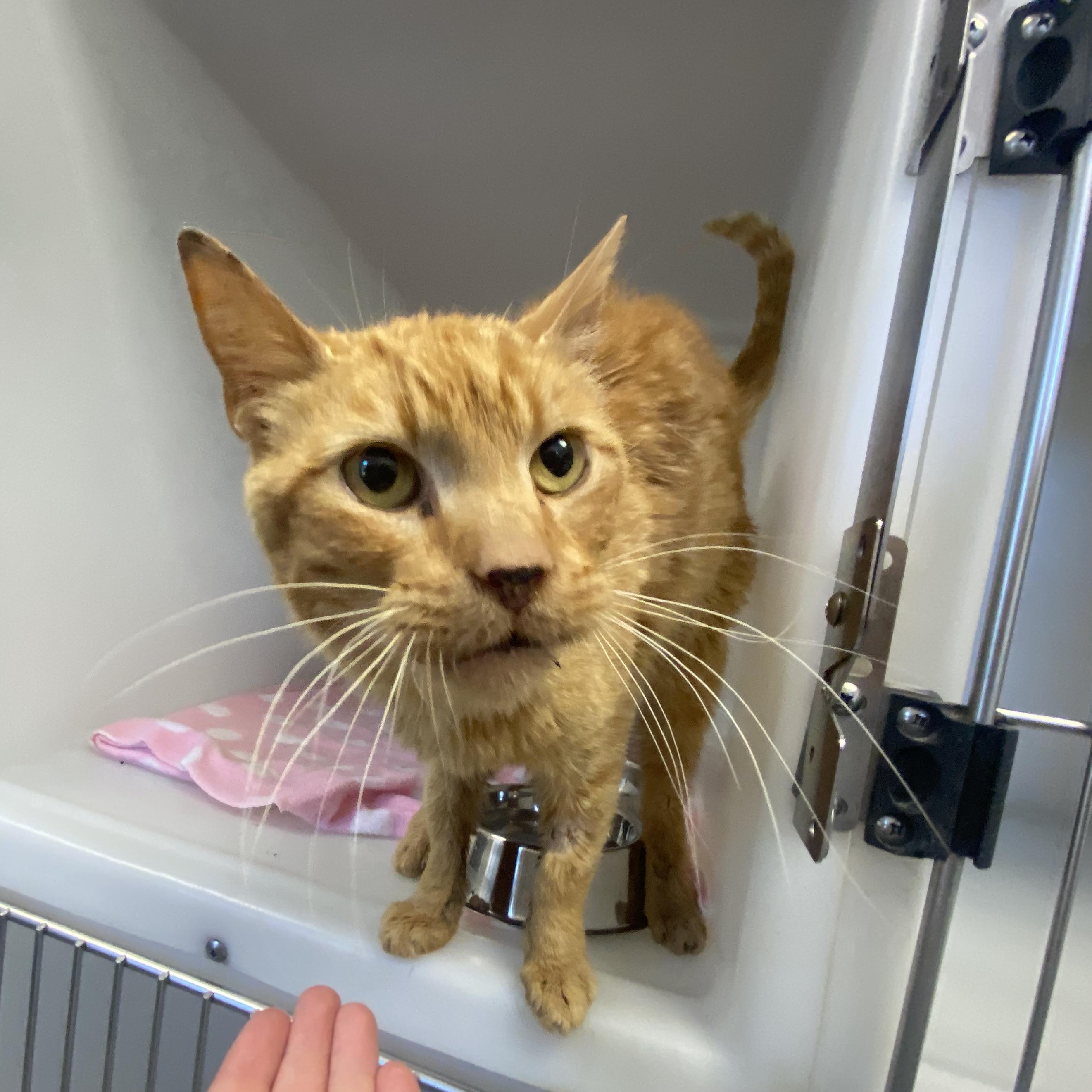Tiger, a ADOPTABLE Domestic Short Hair in King George, VA image 1/4