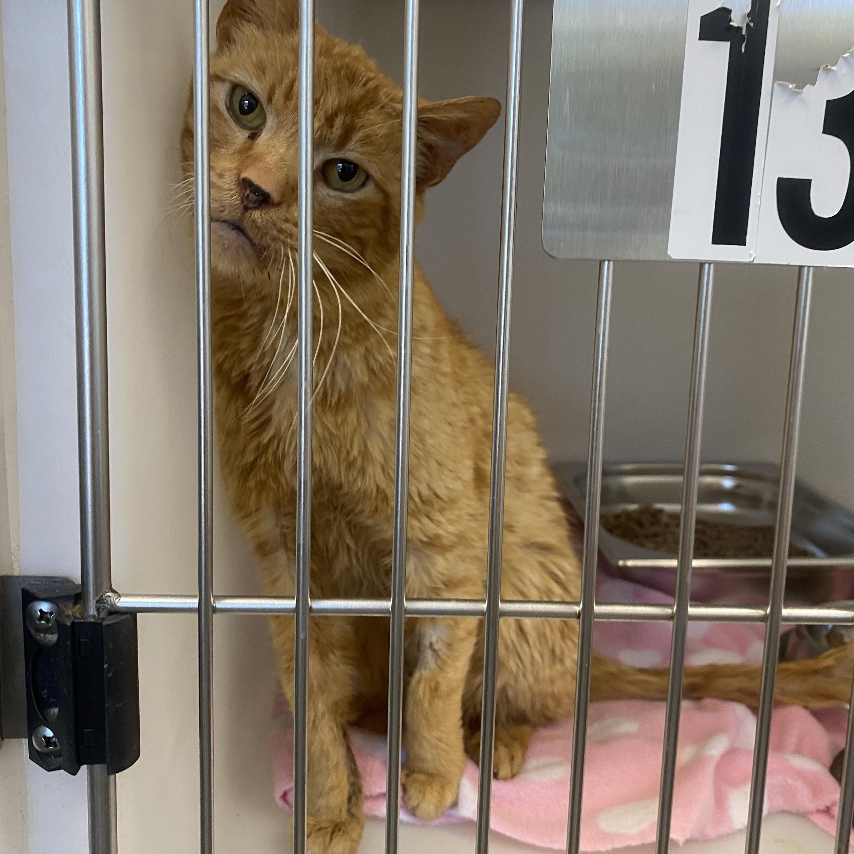 Tiger, a ADOPTABLE Domestic Short Hair in King George, VA image 4/4