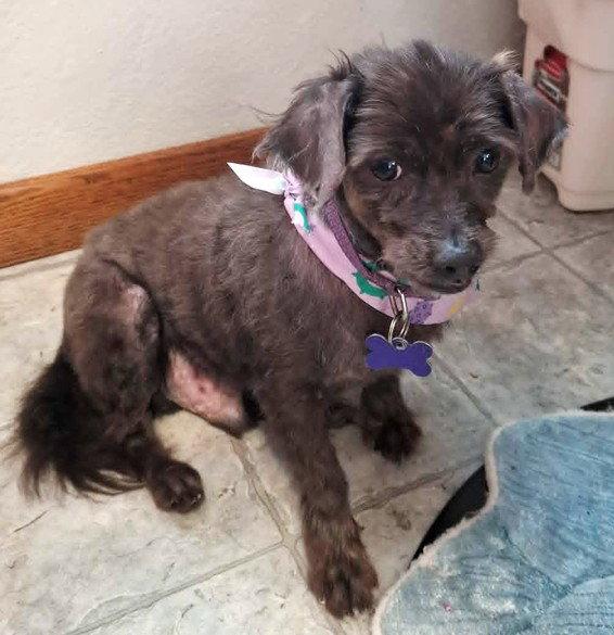 Beans  *Special Needs*, Adoptable, Adult Male Chihuahua.