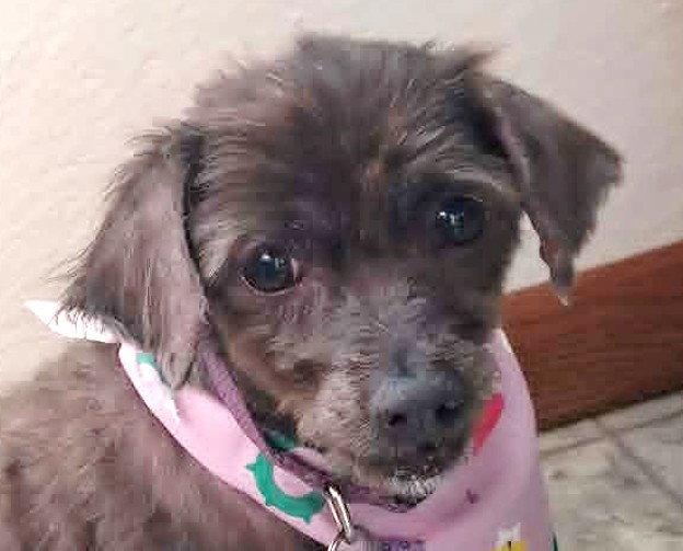 Enlarge Beans  *Special Needs*, a Adoptable Chihuahua in St. Louis, MO image 3/3