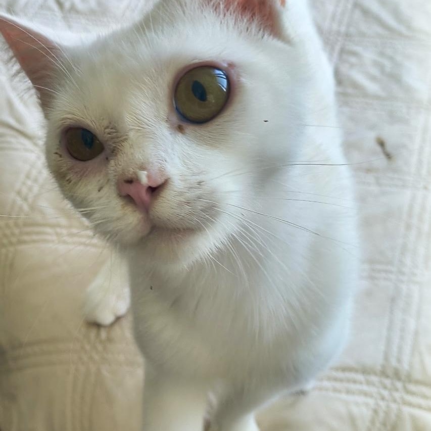 Powder, Adoptable, Adult Male Domestic Short Hair.