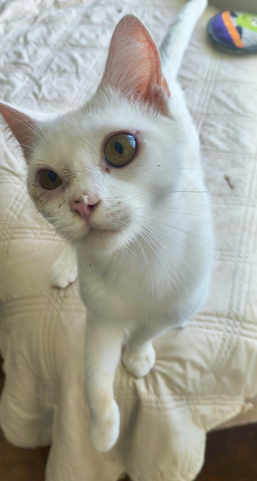 Enlarge Powder, a Adoptable Domestic Short Hair in San Juan Capistrano, CA image 4/4