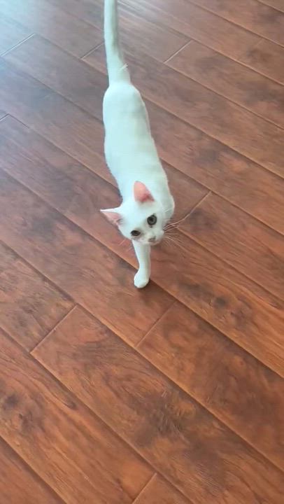 Enlarge Powder, a Adoptable Domestic Short Hair in San Juan Capistrano, CA video 3/4