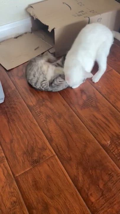 Enlarge Powder, a Adoptable Domestic Short Hair in San Juan Capistrano, CA video 2/4