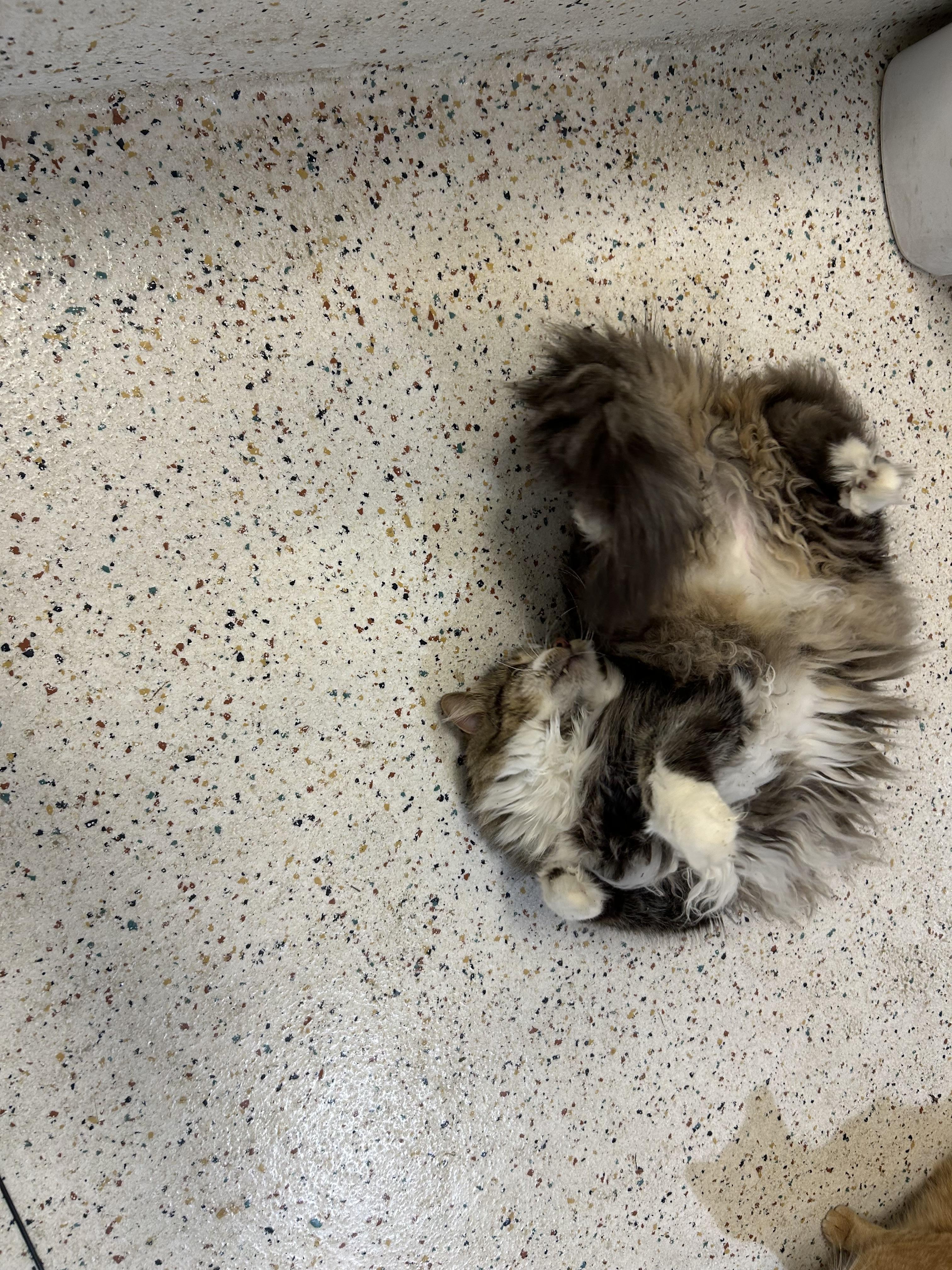 Enlarge Hobbes/PJ, a Adoptable Domestic Long Hair in Walker, MI image 5/6