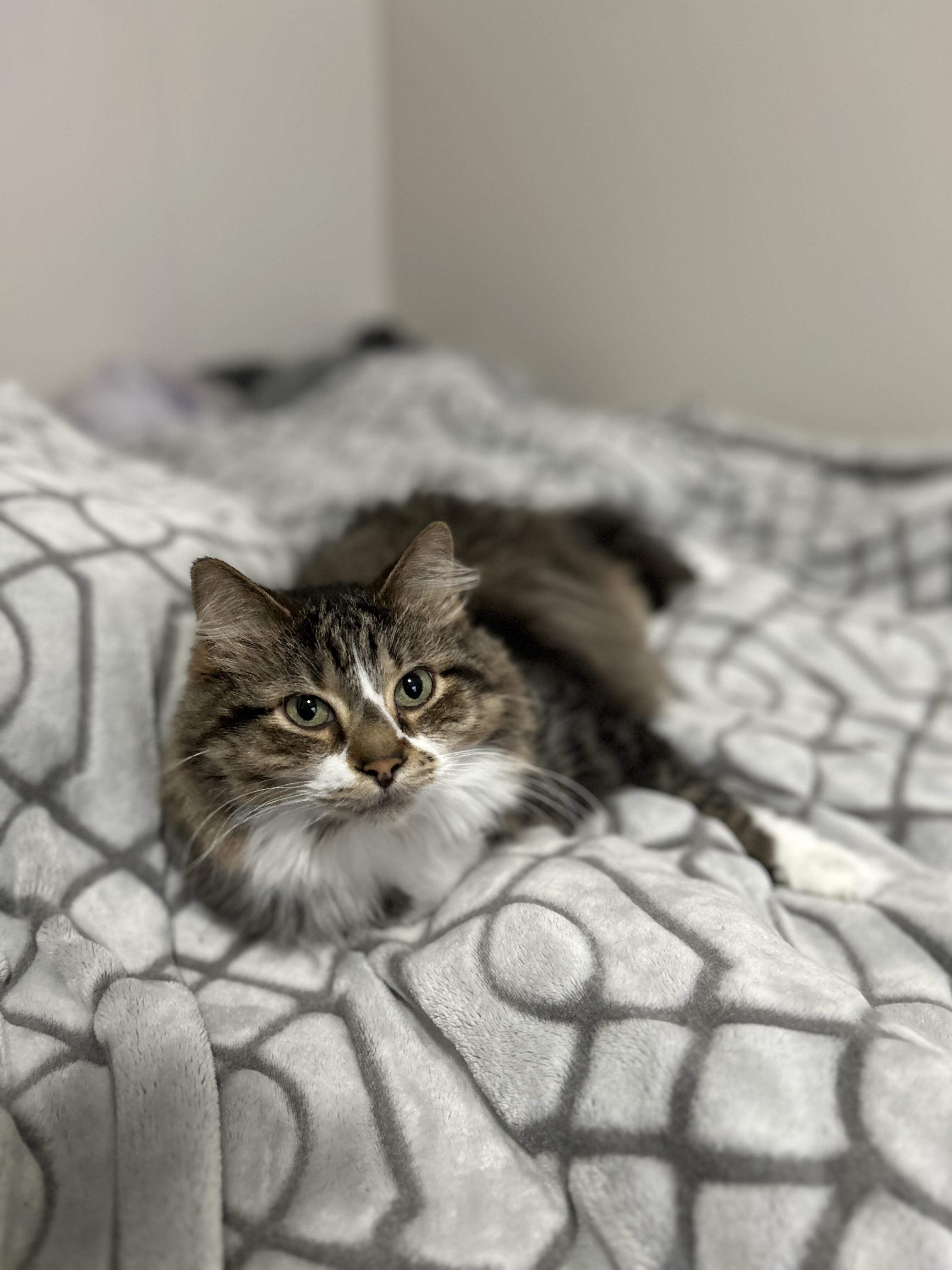 Enlarge Hobbes/PJ, a Adoptable Domestic Long Hair in Walker, MI image 1/6