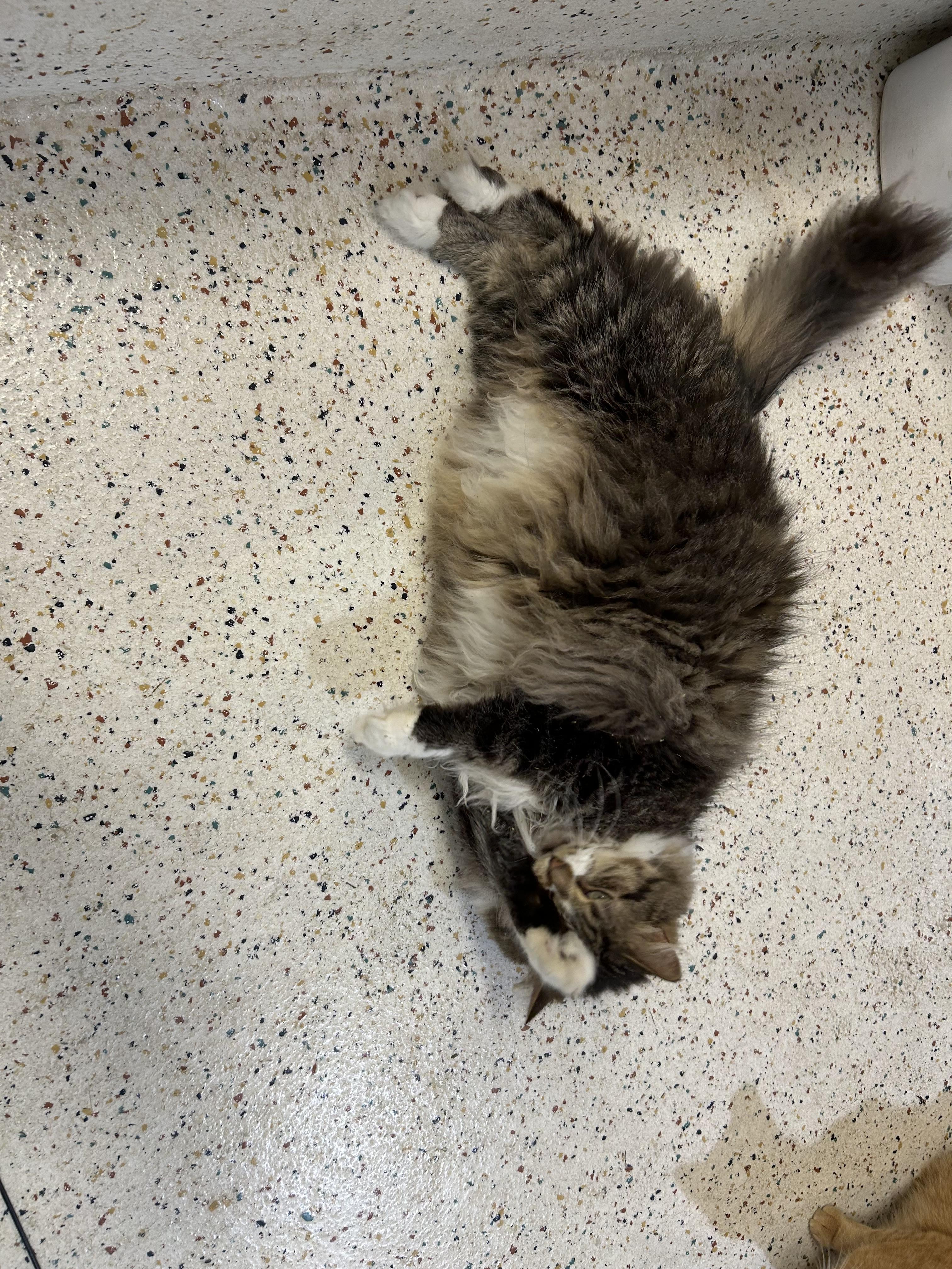Enlarge Hobbes/PJ, a Adoptable Domestic Long Hair in Walker, MI image 6/6