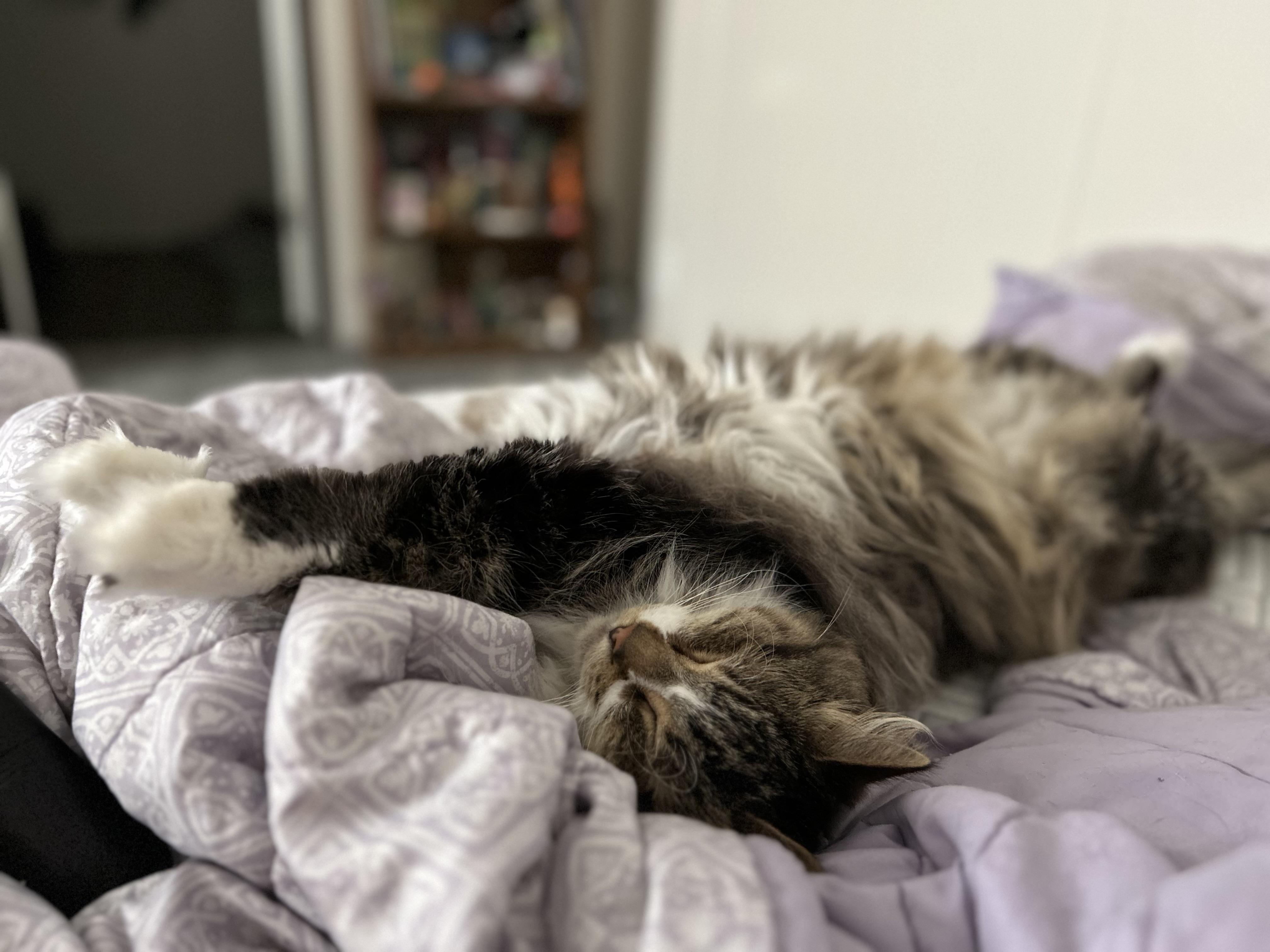 Enlarge Hobbes/PJ, a Adoptable Domestic Long Hair in Walker, MI image 3/6