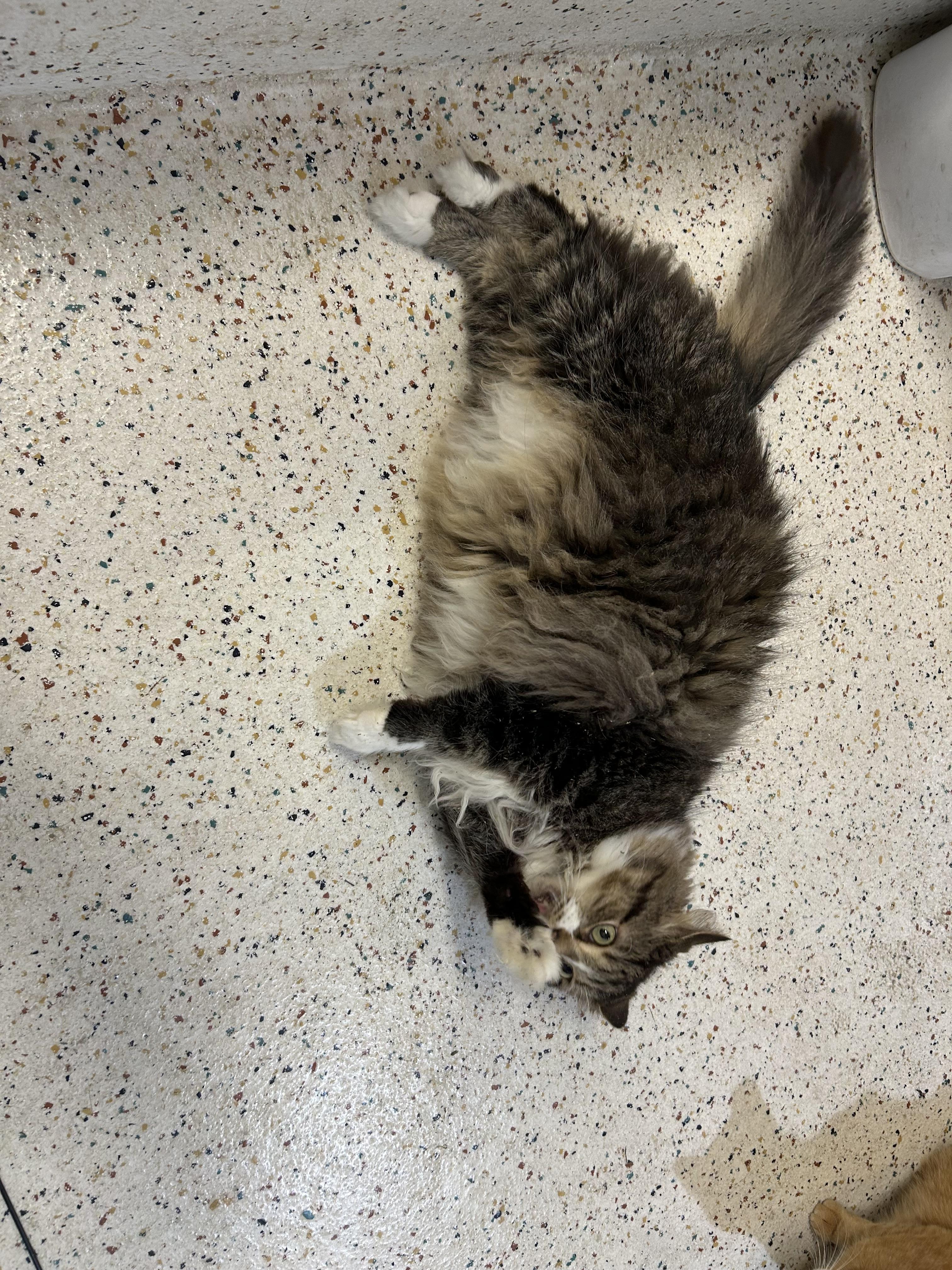 Enlarge Hobbes/PJ, a Adoptable Domestic Long Hair in Walker, MI image 4/6