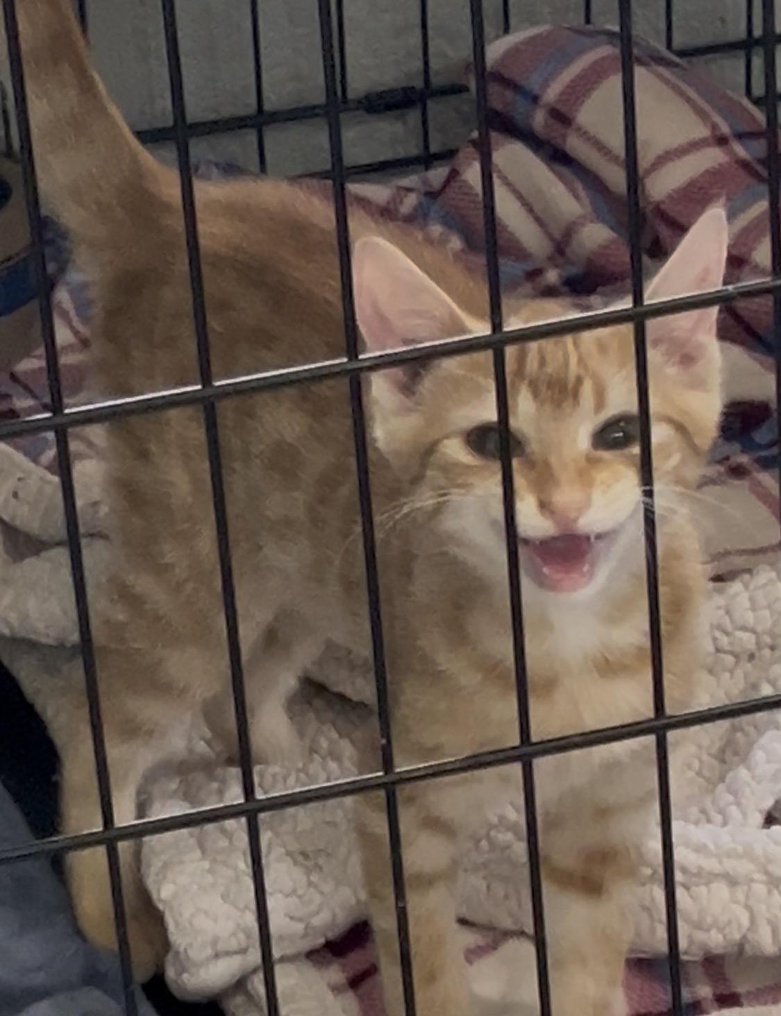 Taffy - Female, Adoptable, Kitten Female Domestic Short Hair.